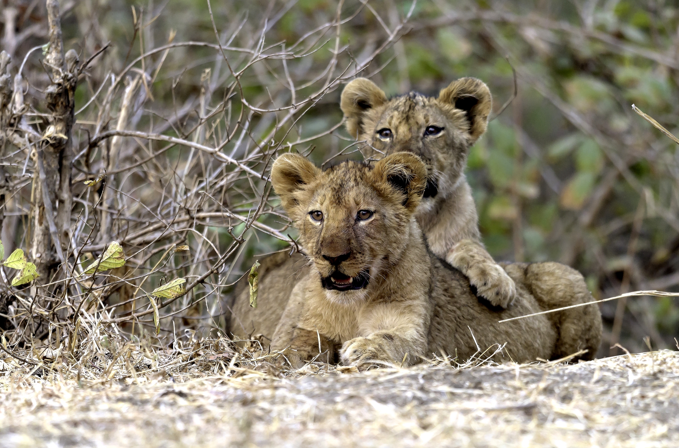 Zambia 2015 - Cuccioli