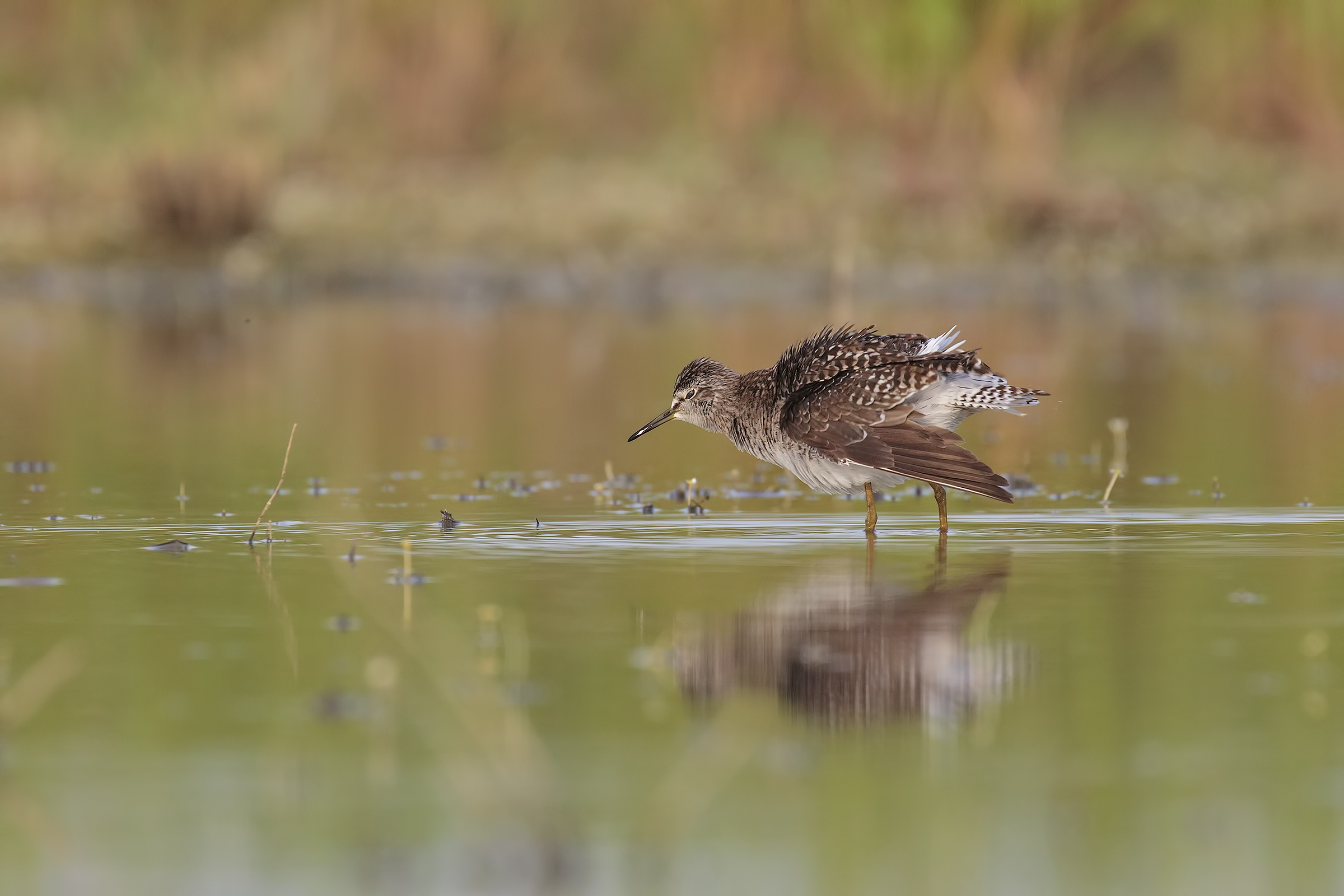 Piro piro boschereccio