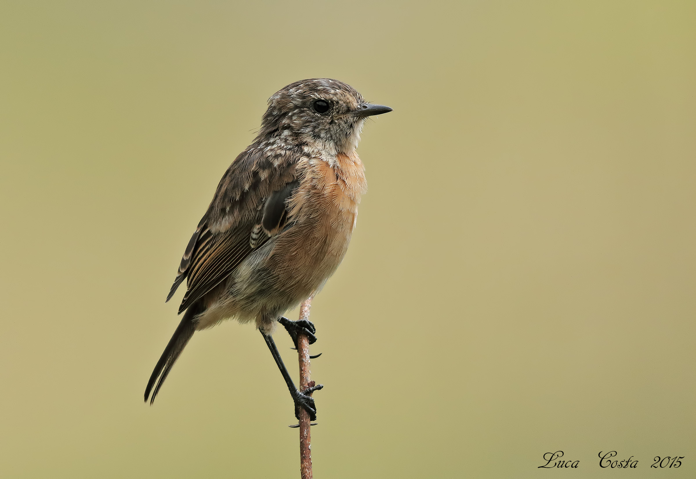 Stonechat Young