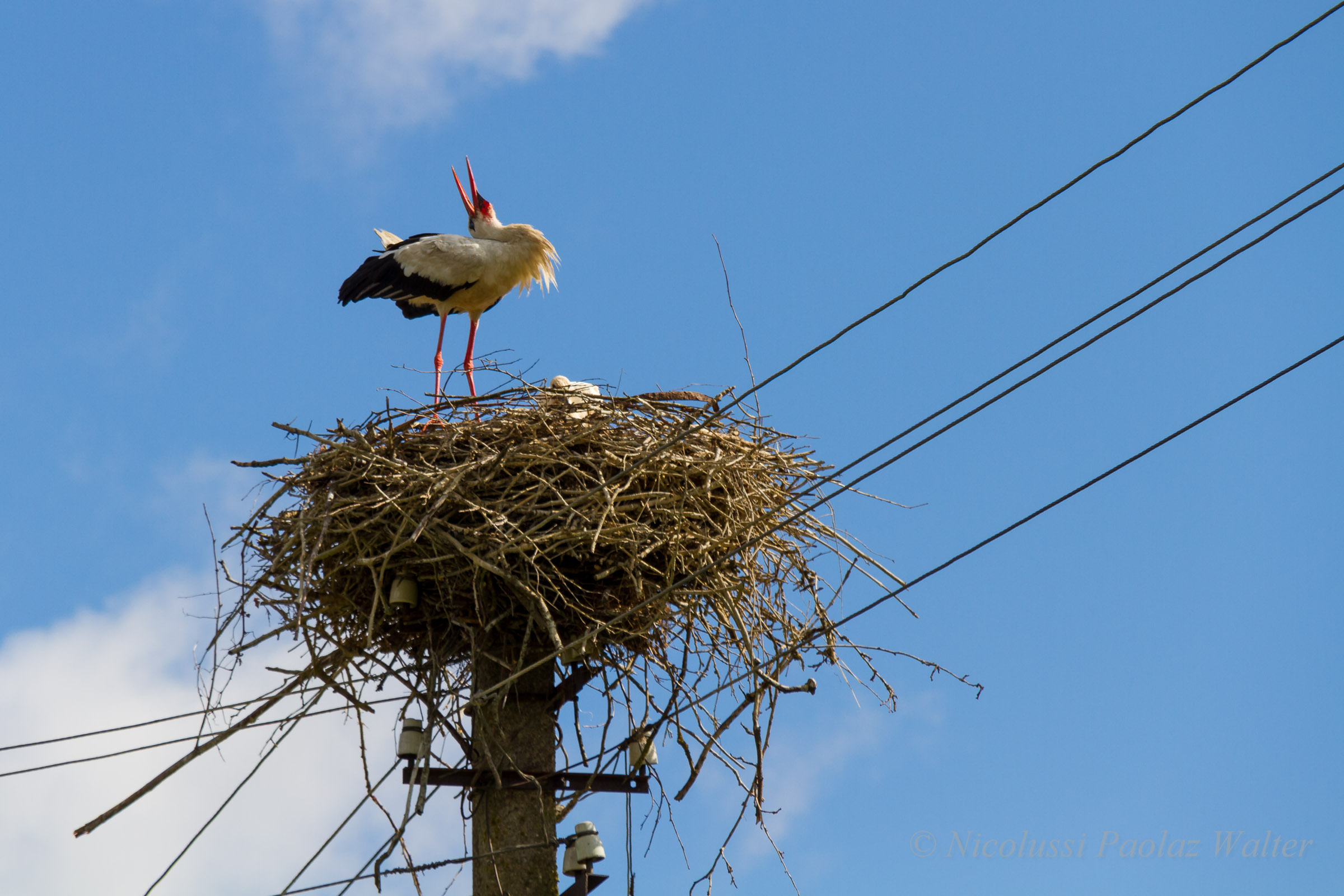 Il saluto della cicogna