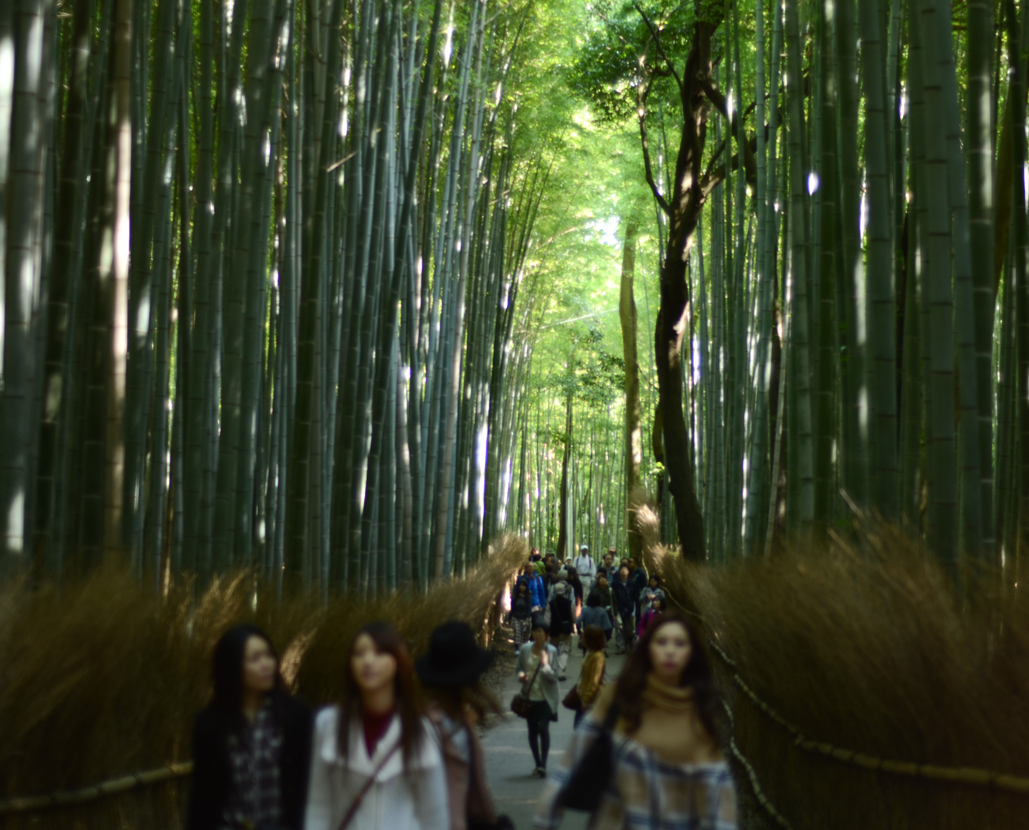 bamboo forest