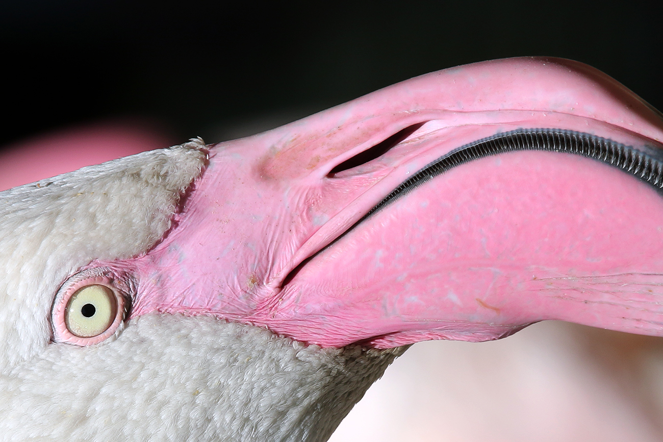fenicottero ................ primo piano!