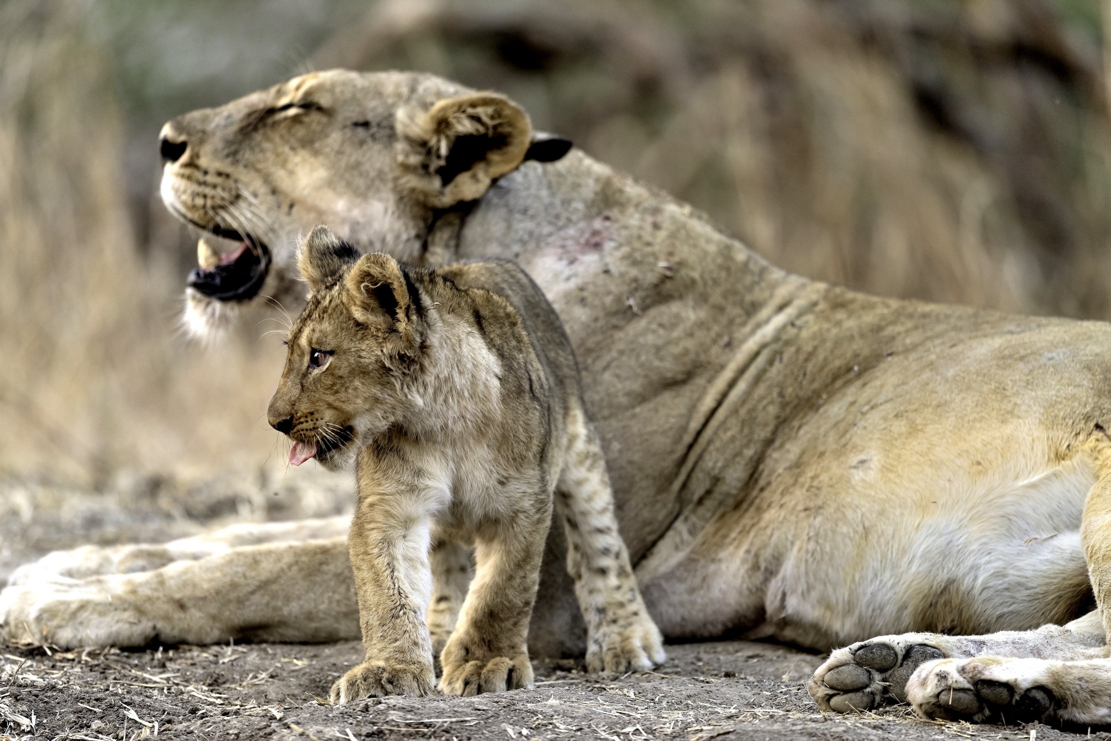 Zambia 2015 - Linguetta