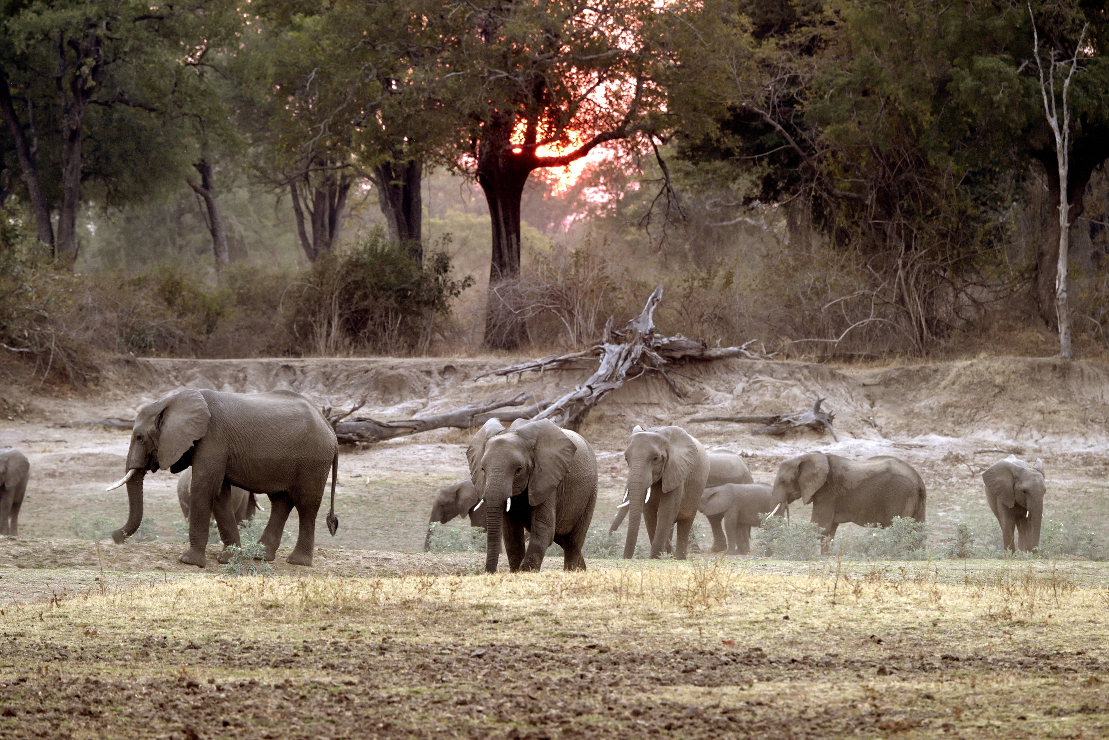Zambia 2015 - Al tramonto sul Luangwa