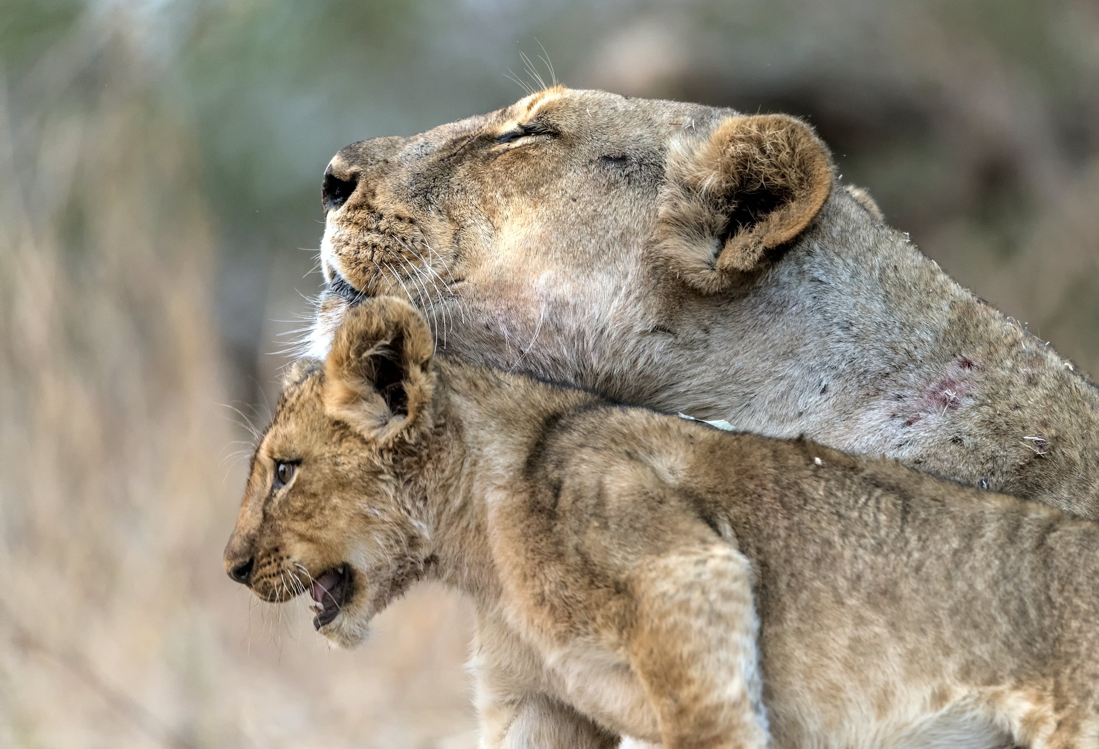 Zambia 2015 - Affetti