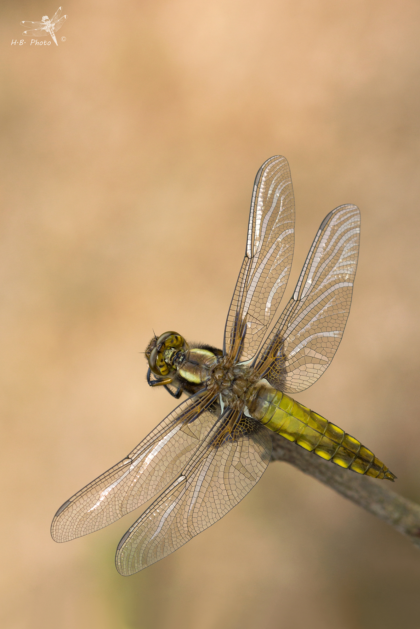 Libelulla depressa, maschio, neonato