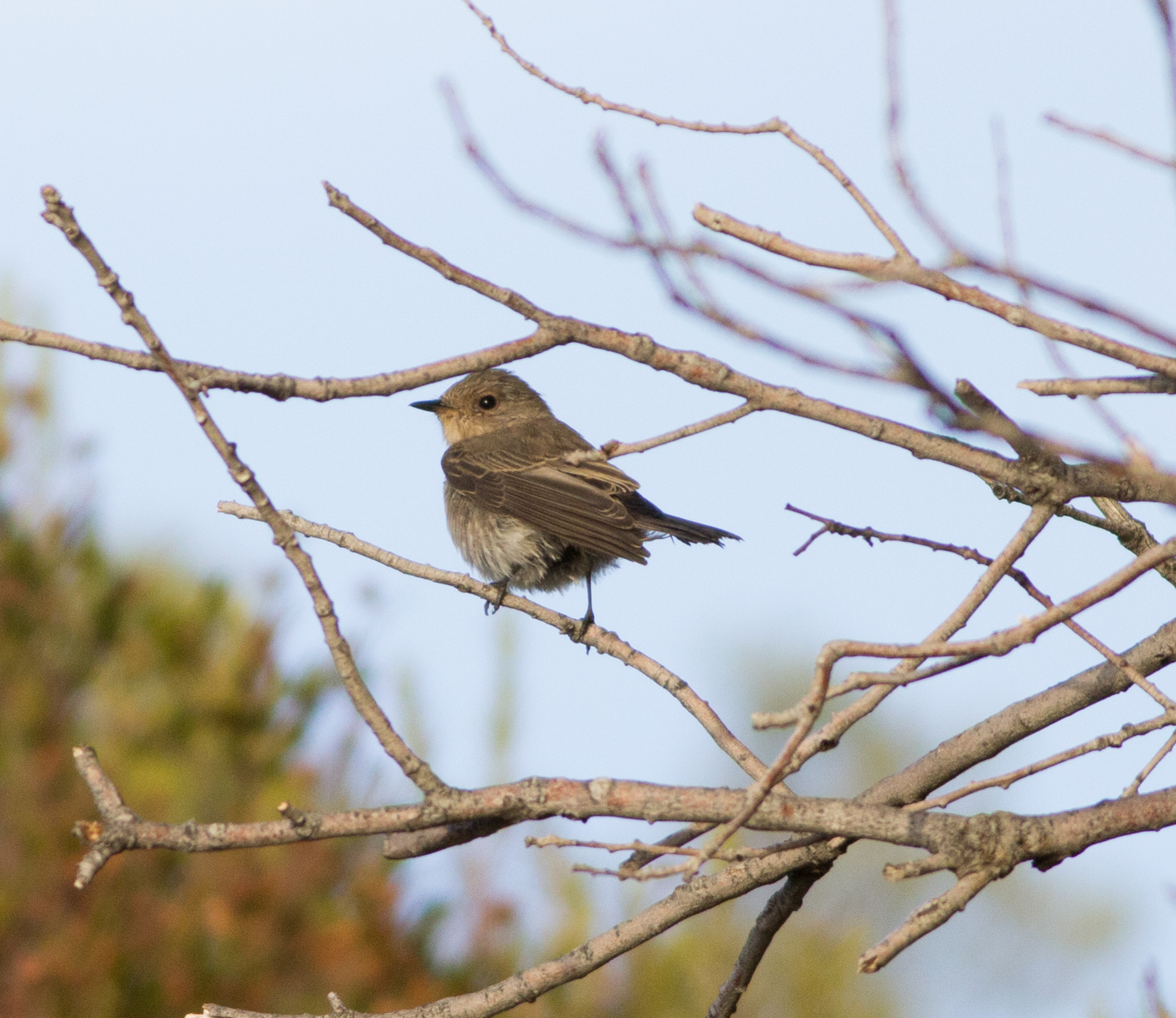 Giovane Pigliamosche