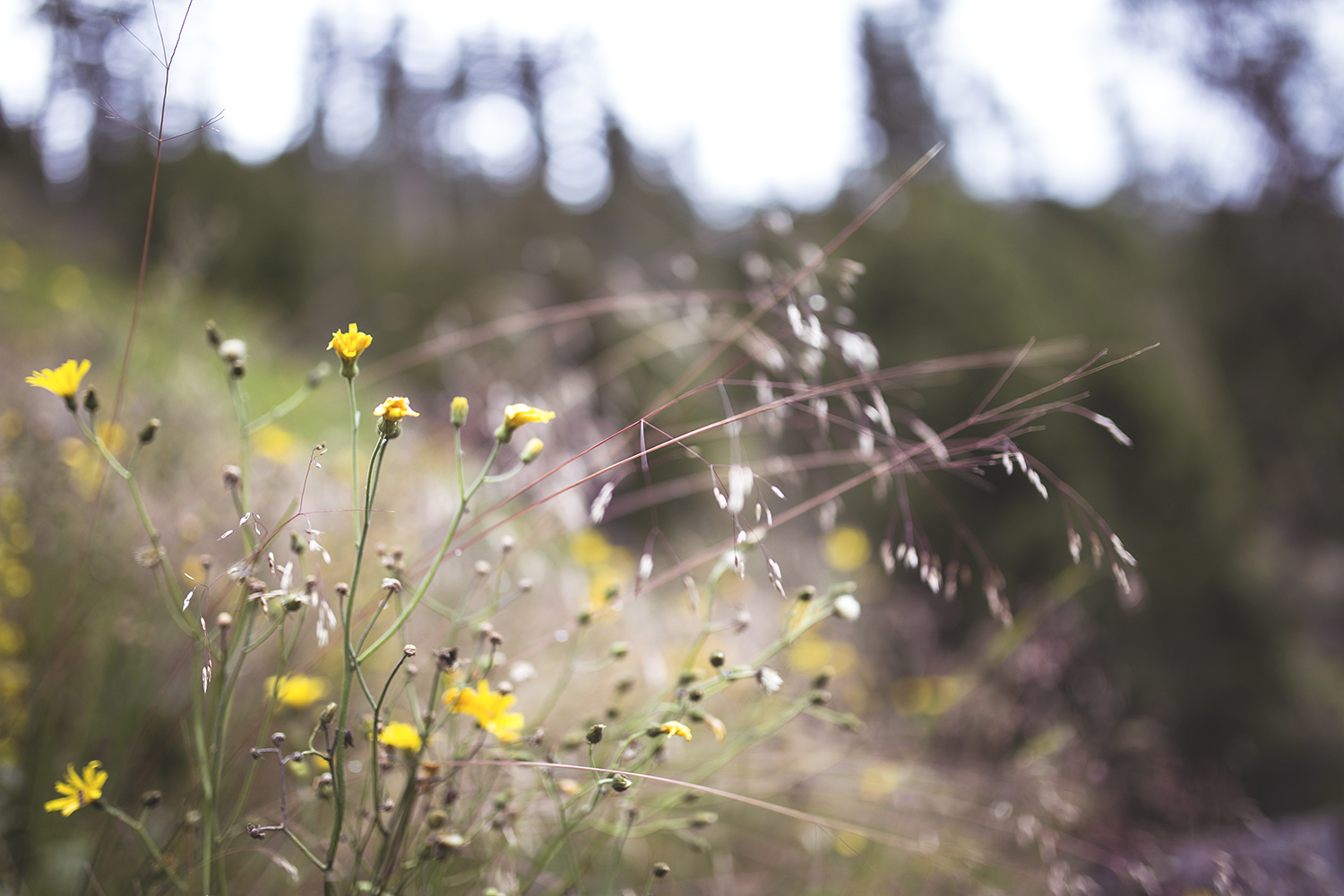 yellow flowers