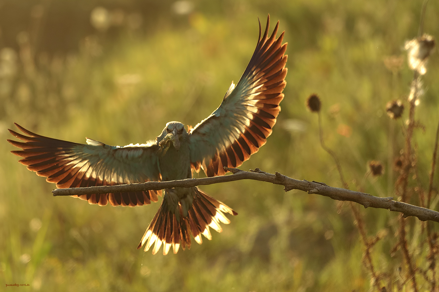European roller & lizard