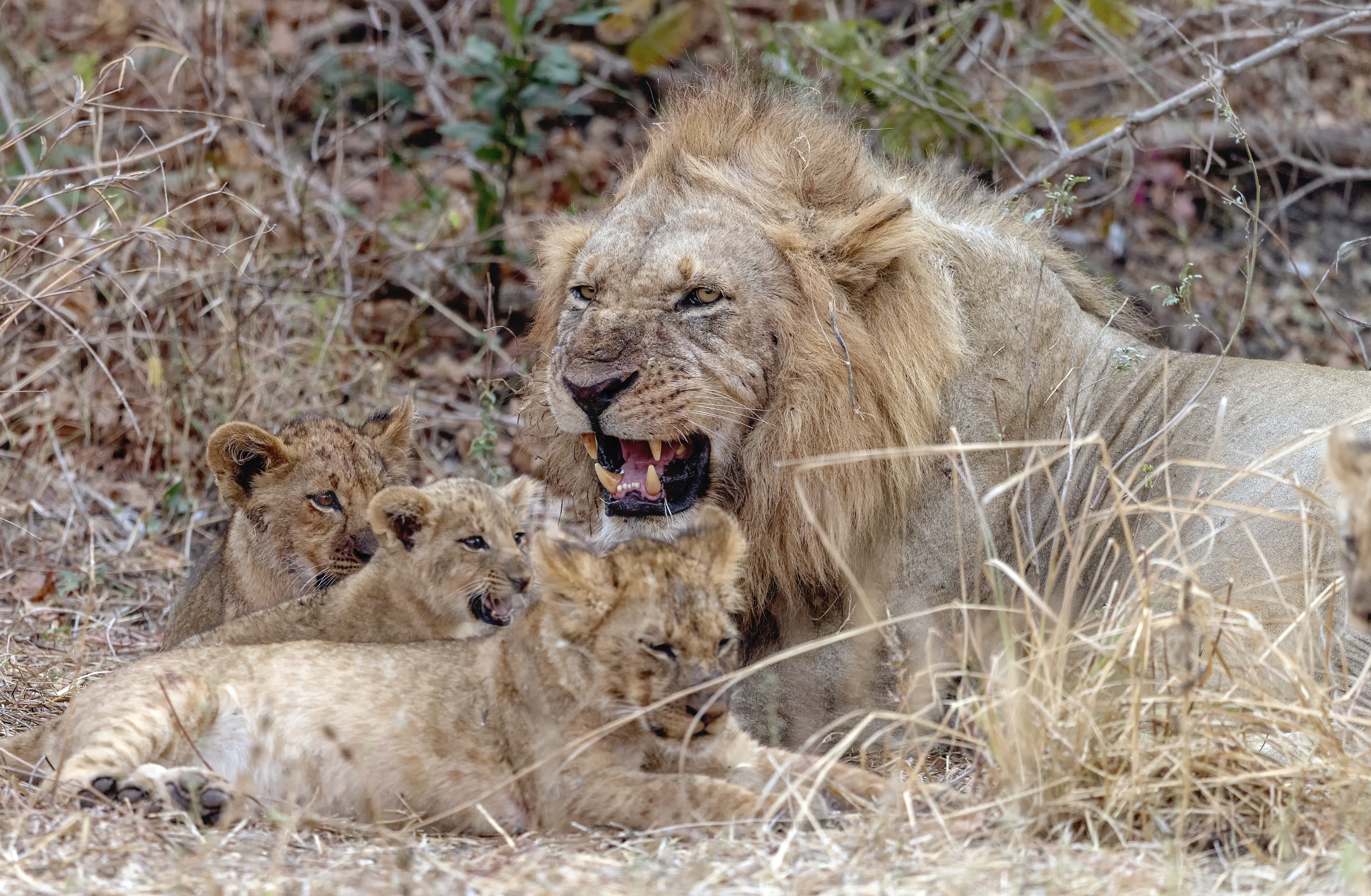 Zambia 2015 - Affetti