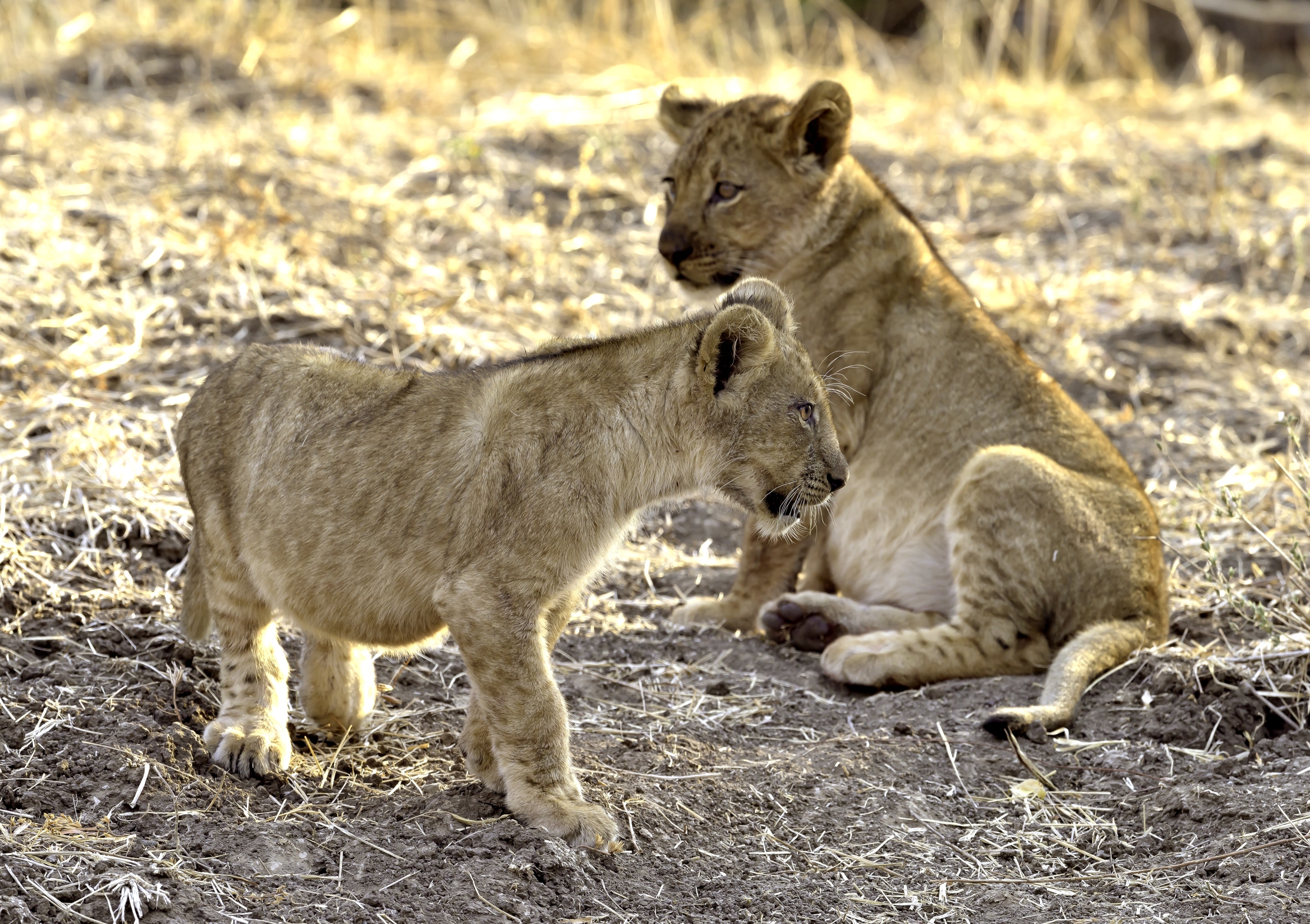 Zambia 2015 - Cuccioli