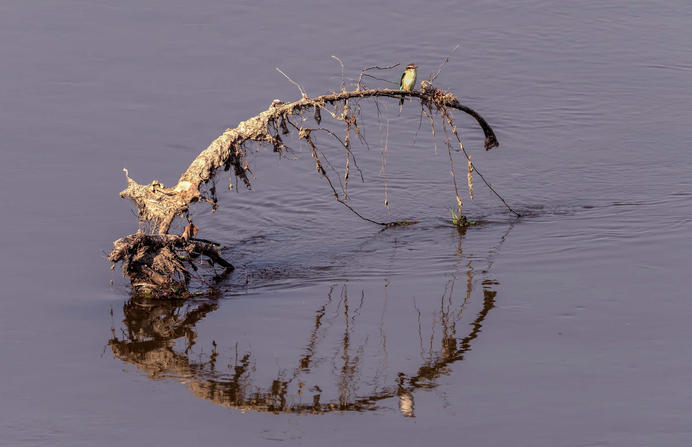Zambia 2015 - Sul Luangwa river