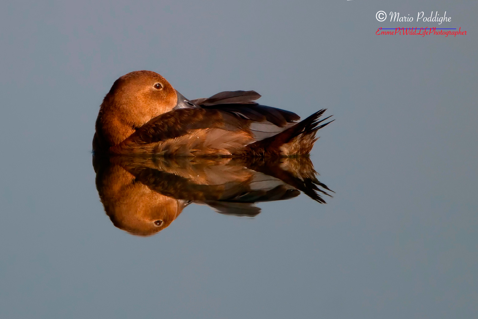 Pochard mirror