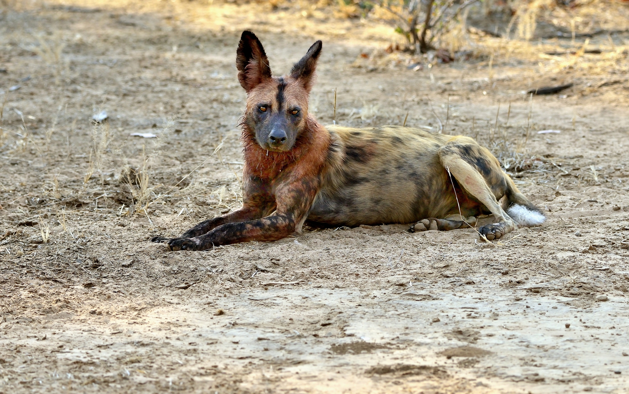 Zambia 2015 - Incontri inaspettati a Mana Pools