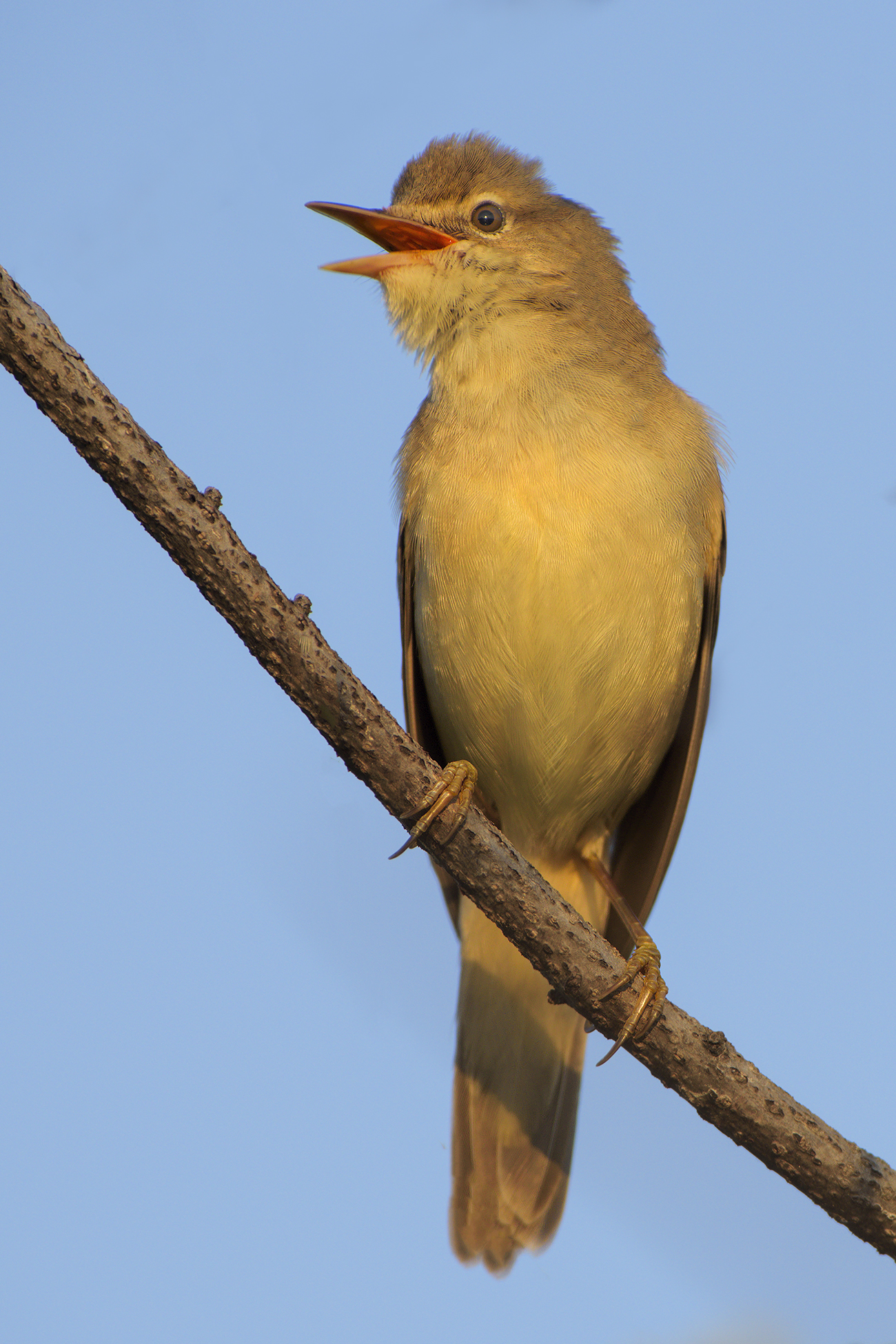 marsh warbler singer