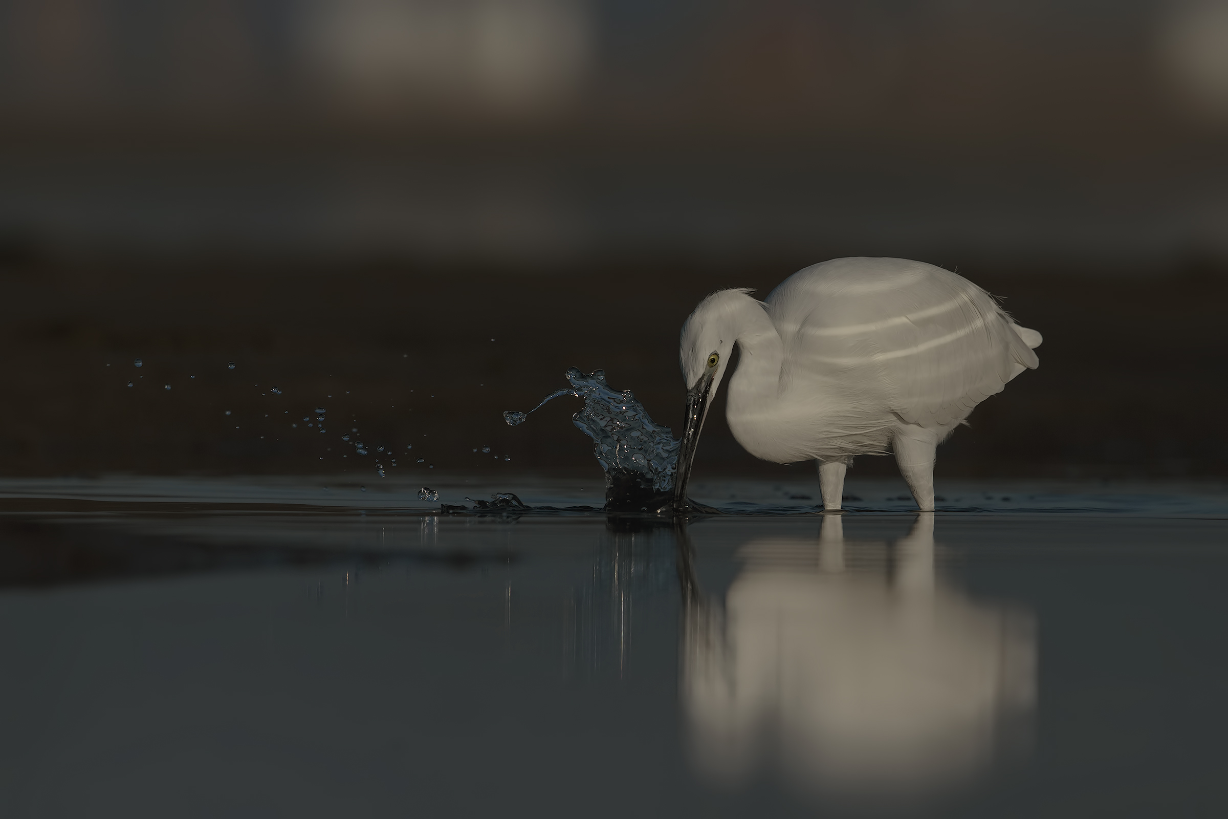 Garzetta...notturna!