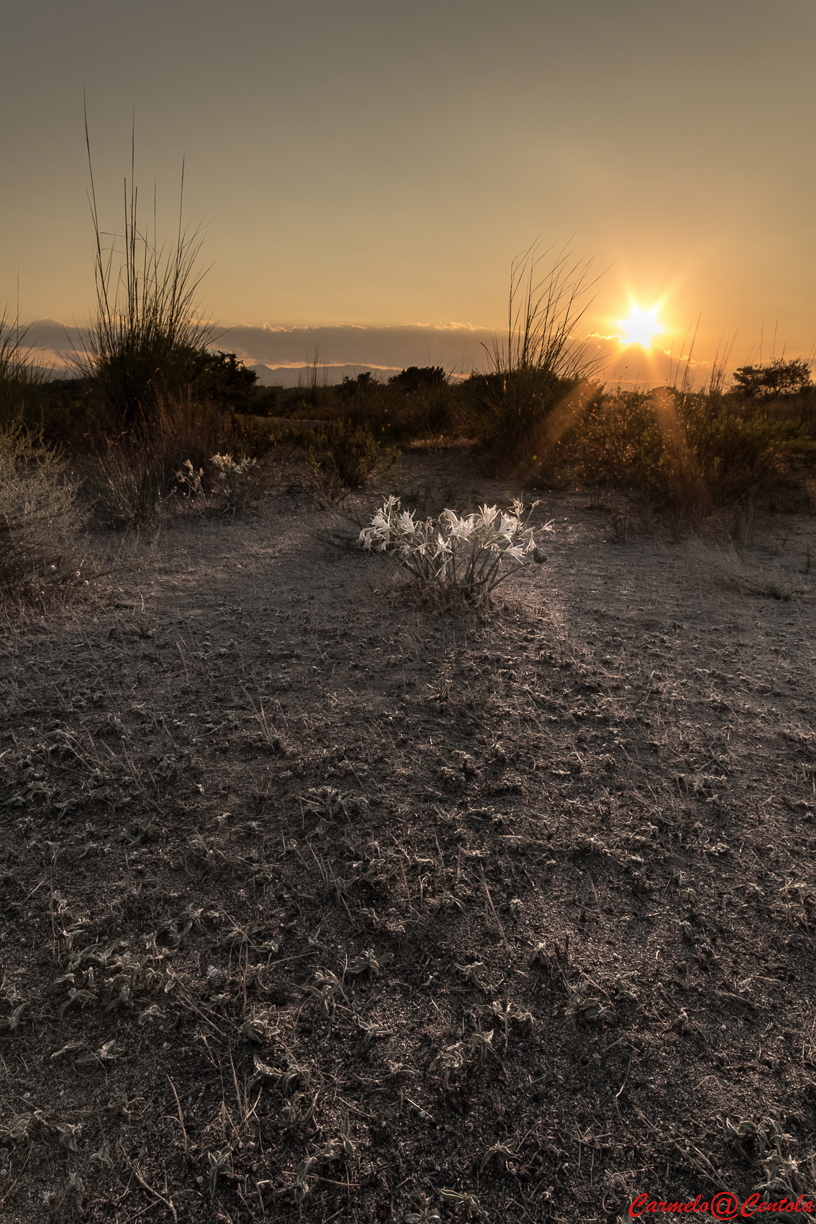 sea ??lily WWF oasis policoro