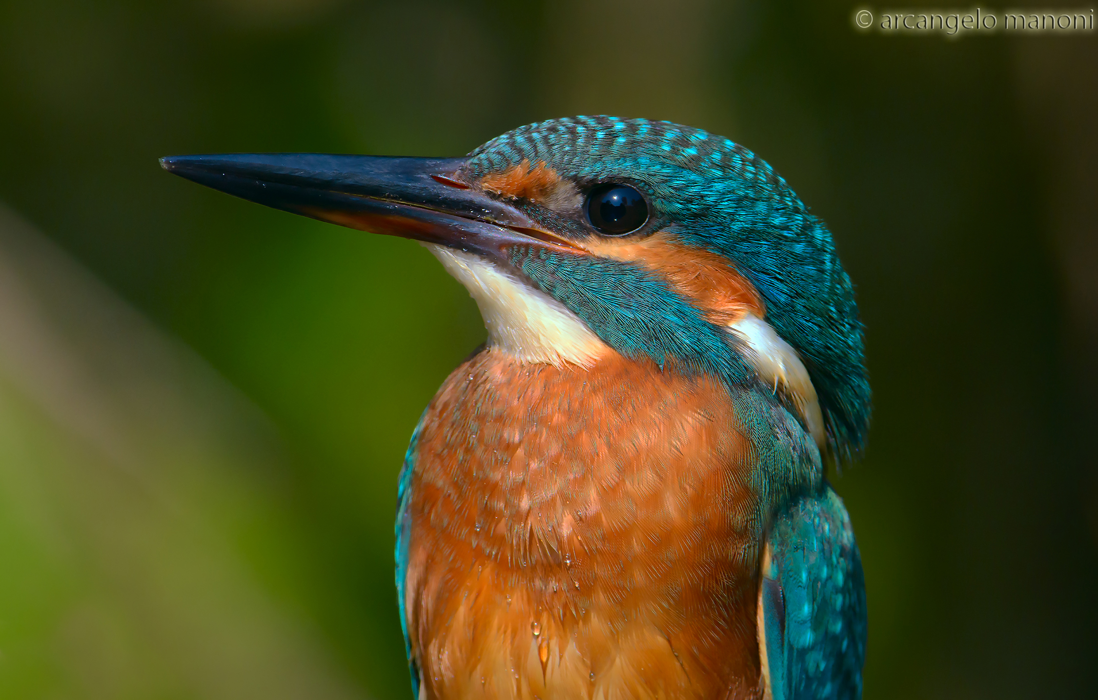 Fototessera al martino