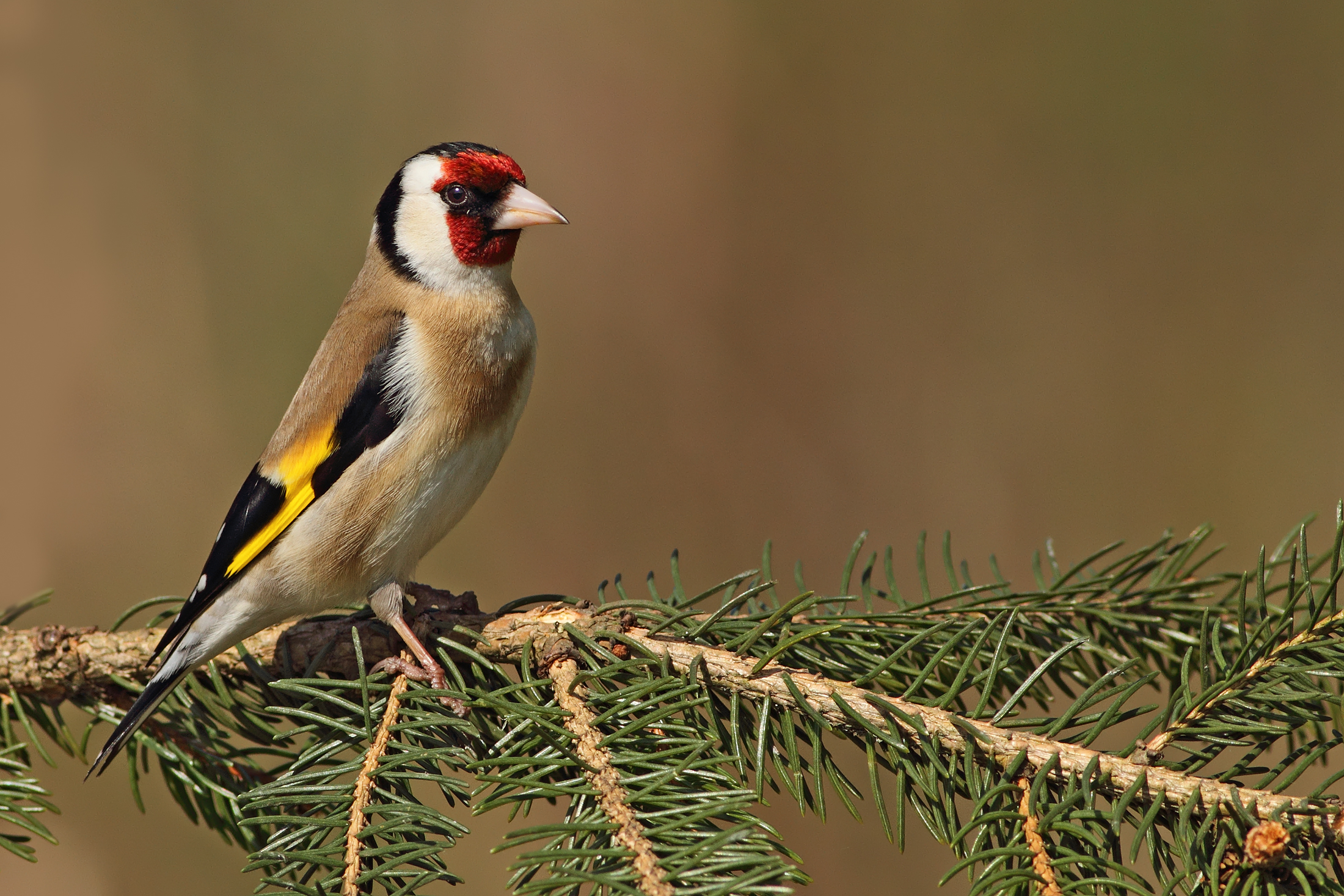 Goldfinch strutting ..........