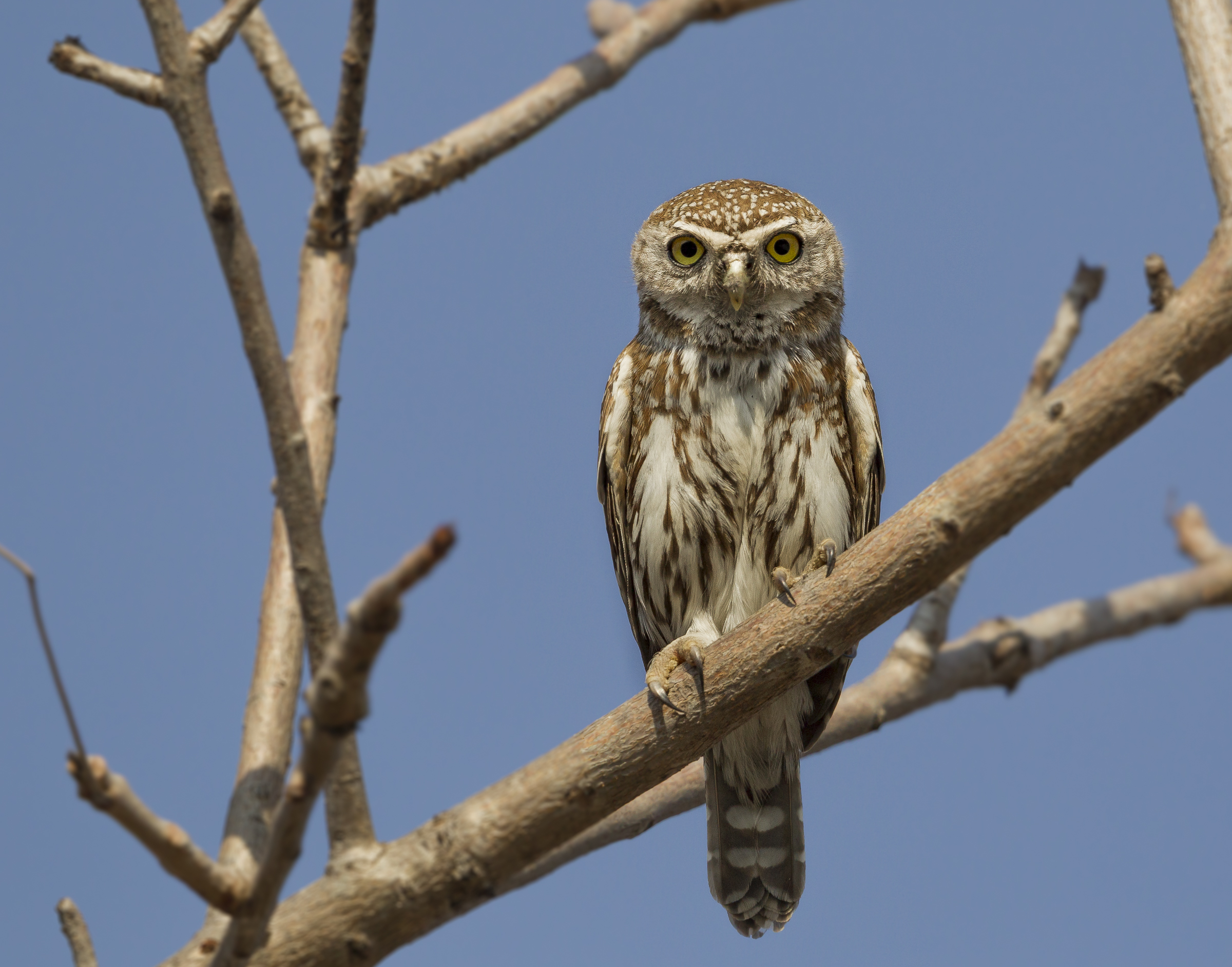 pearl spotted owlet