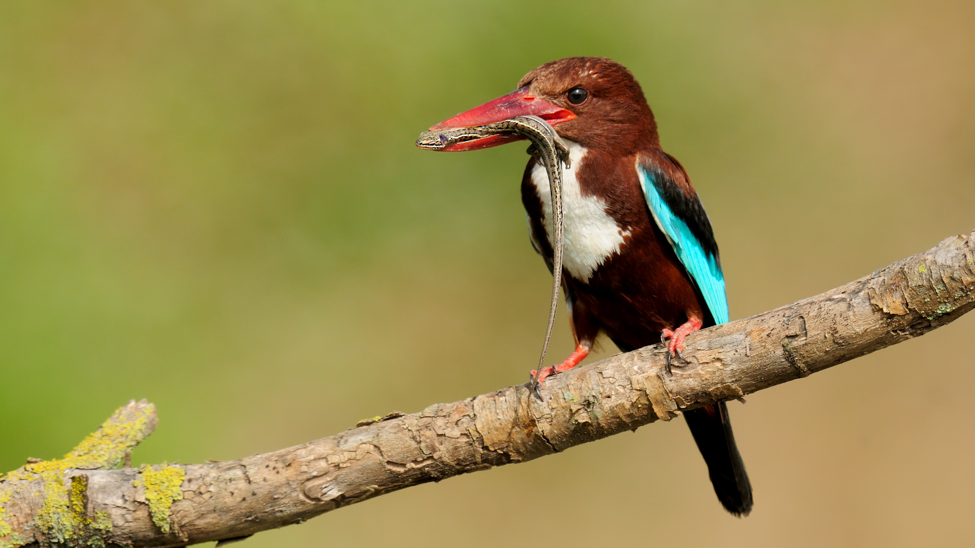 Halcyon smyrnensis » White-throated Kingfisher