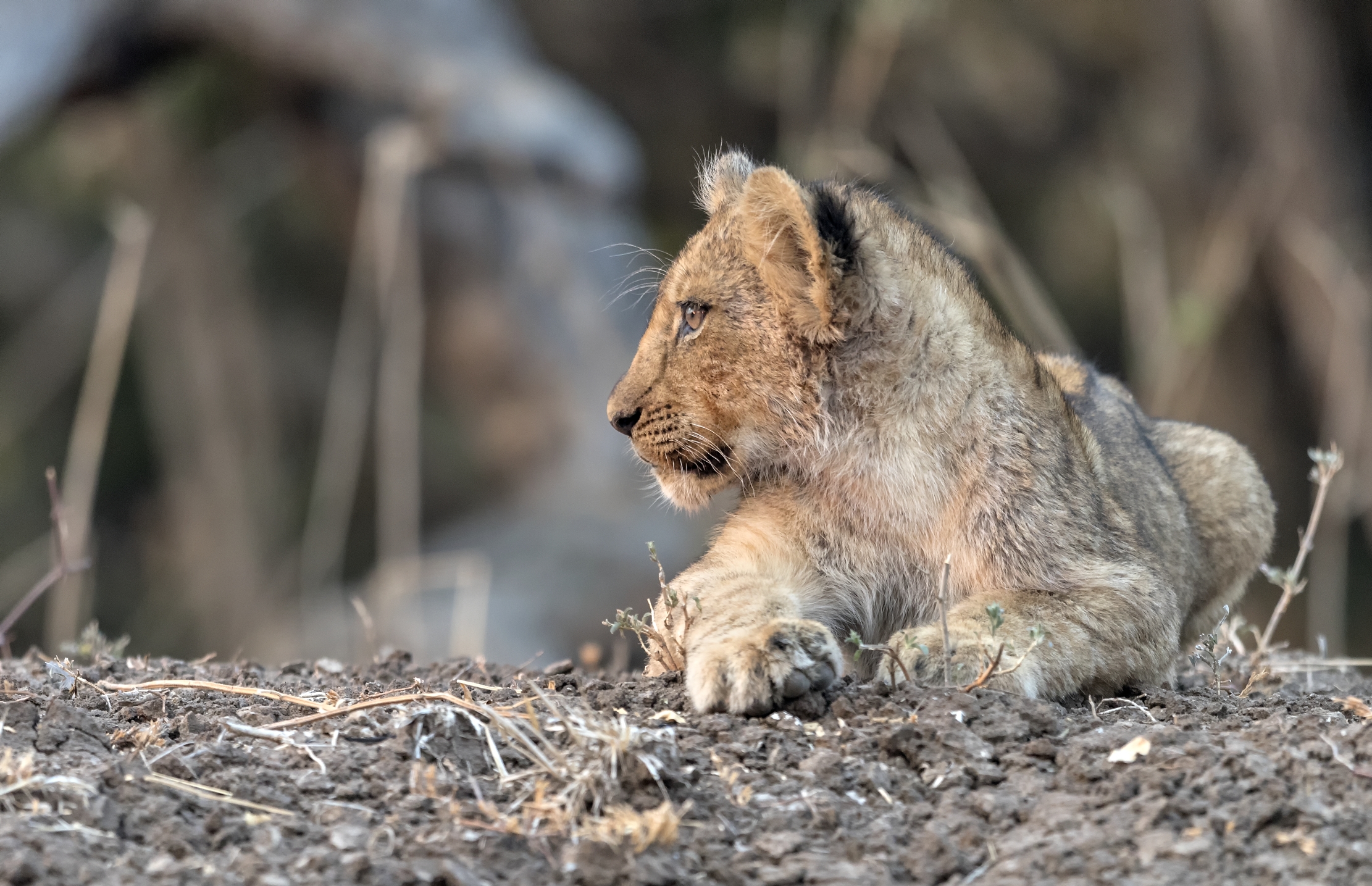 Zambia 2015 - Cucciolo