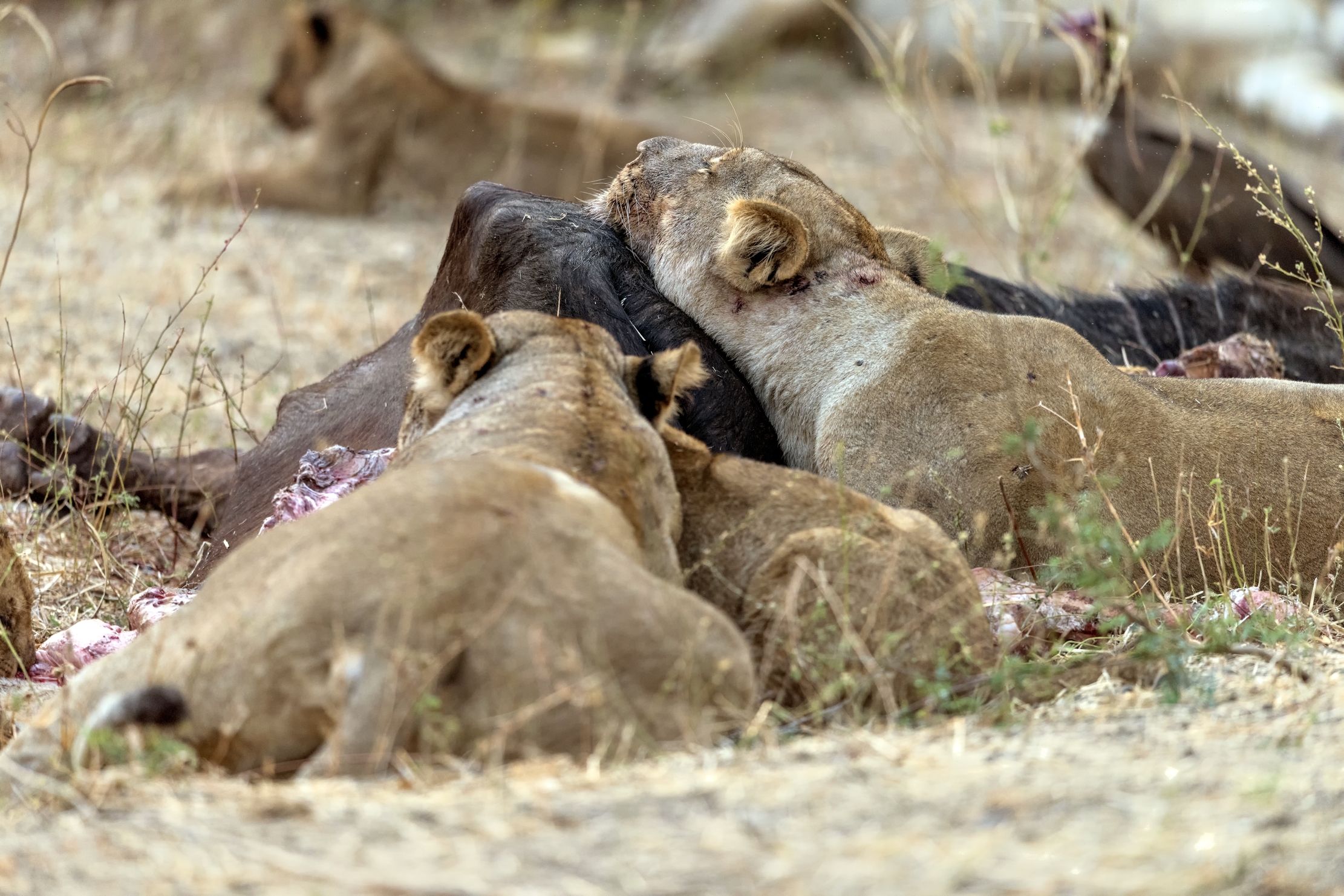 Zambia 2015 - Siesta