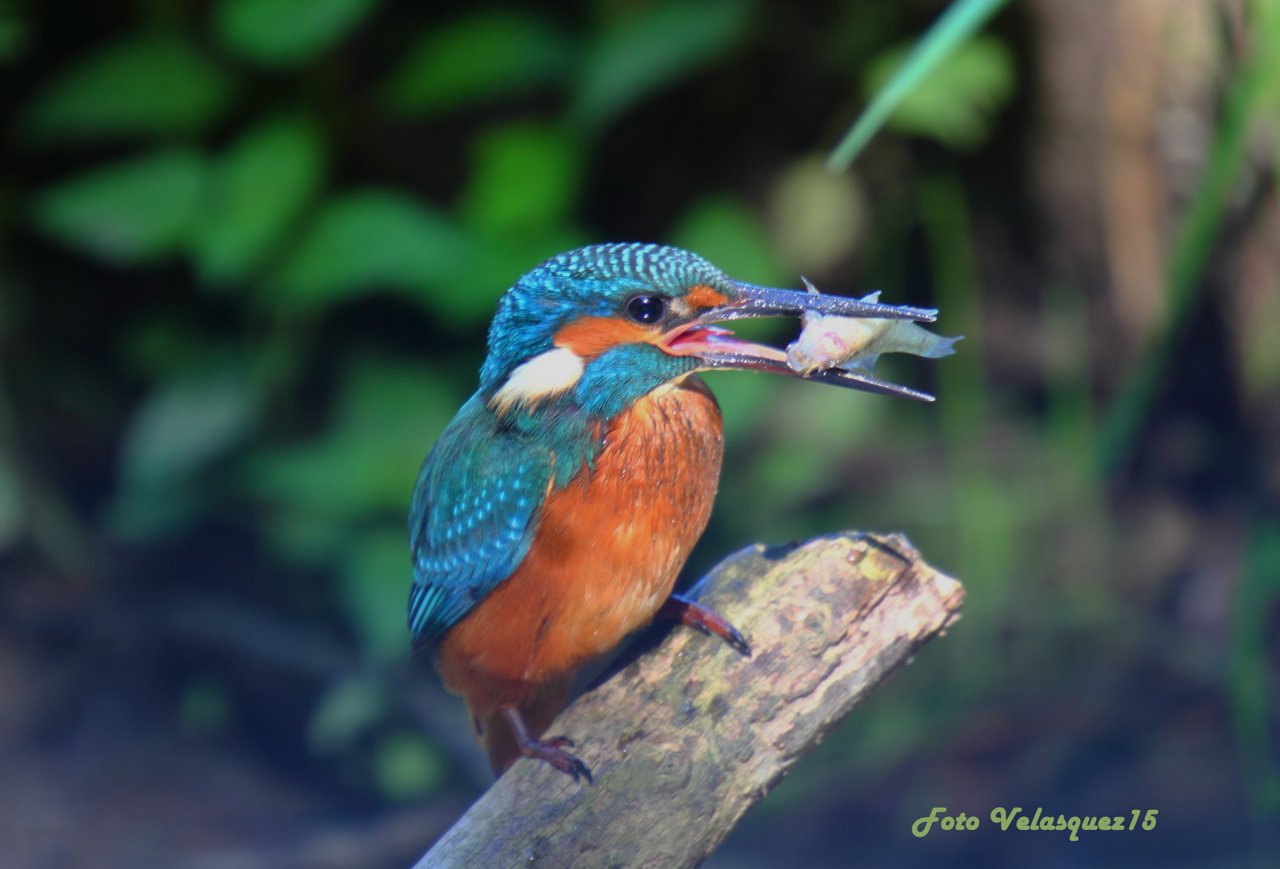 1 Good appatito in swamp Brabbia