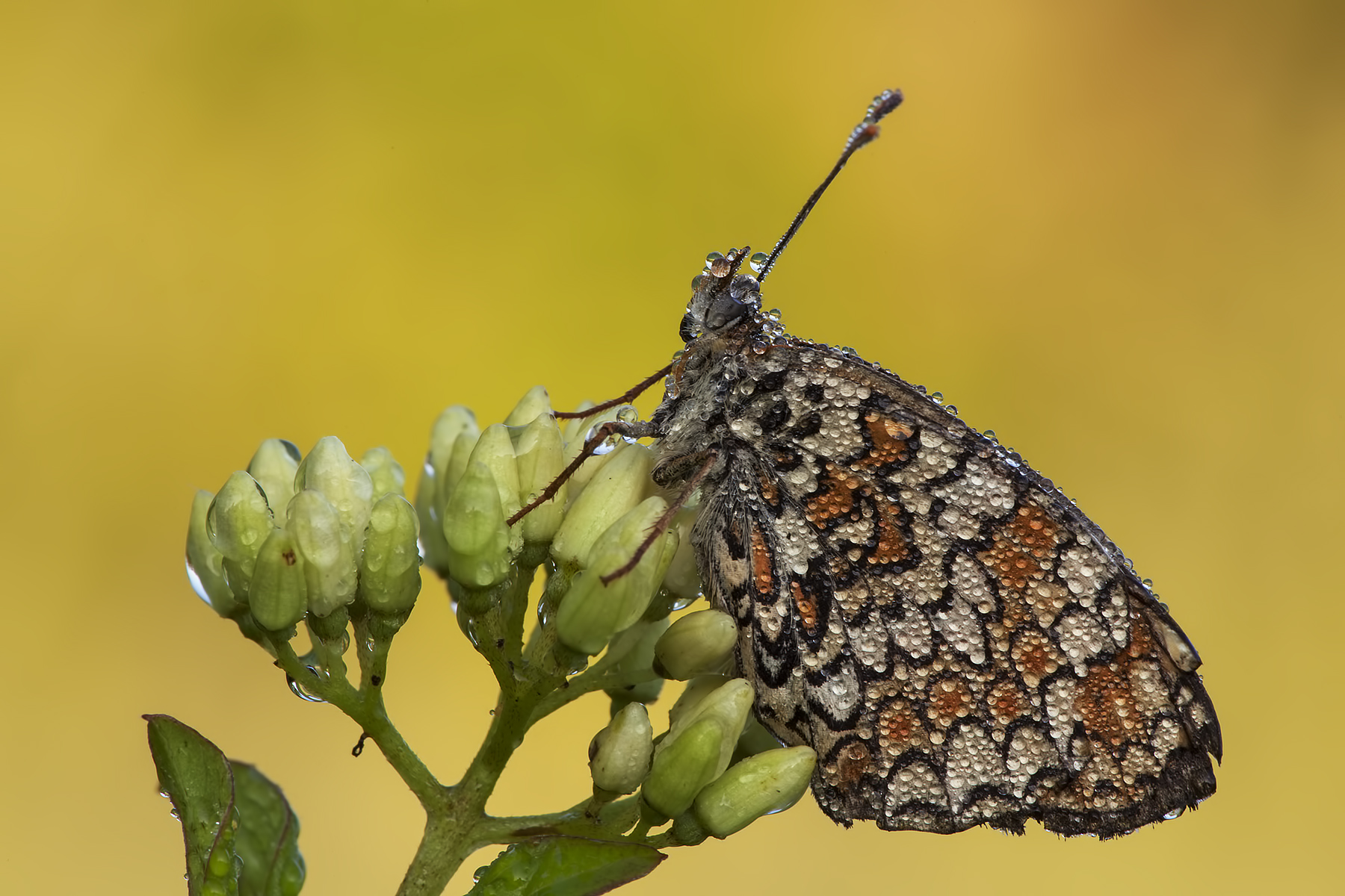 Melitea parthenoides, Photographed Oasis quarries Gaggio n