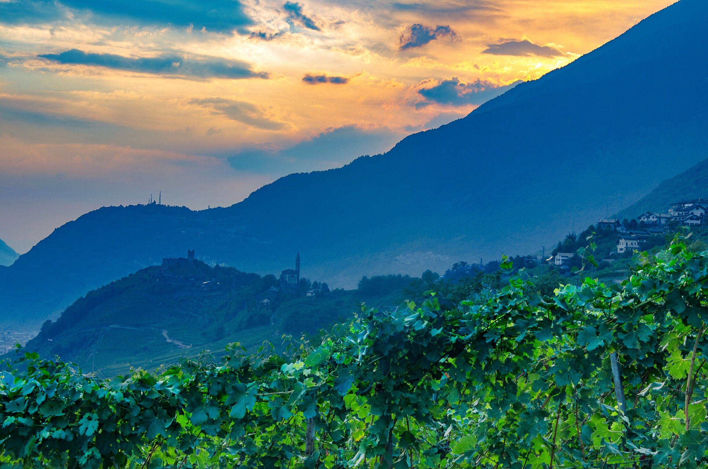 Sunset over the vines