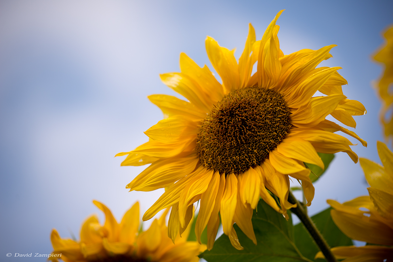 a beautiful sunflower