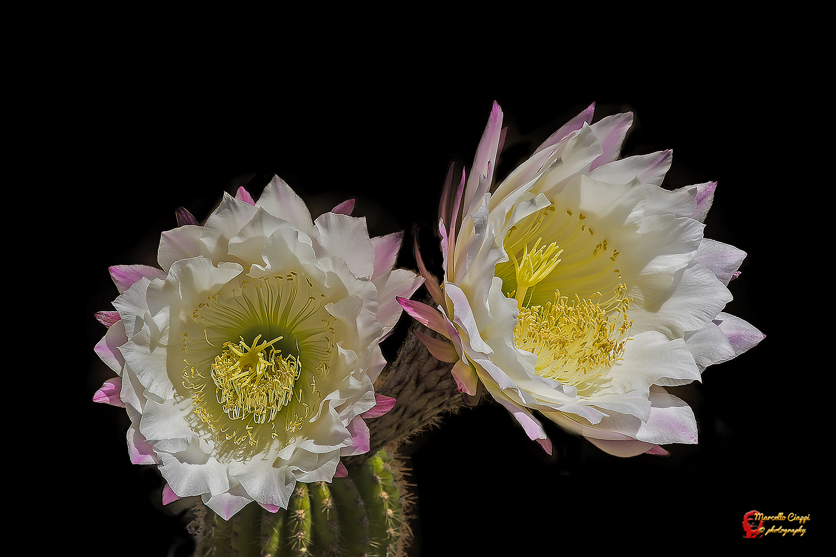 Echinopsis spachiana