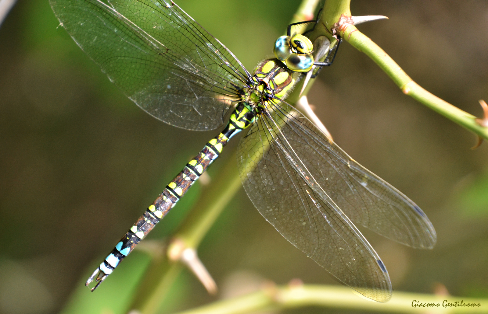 libellula amiatina