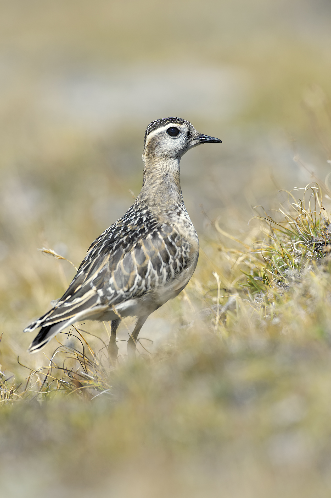 Dotterel