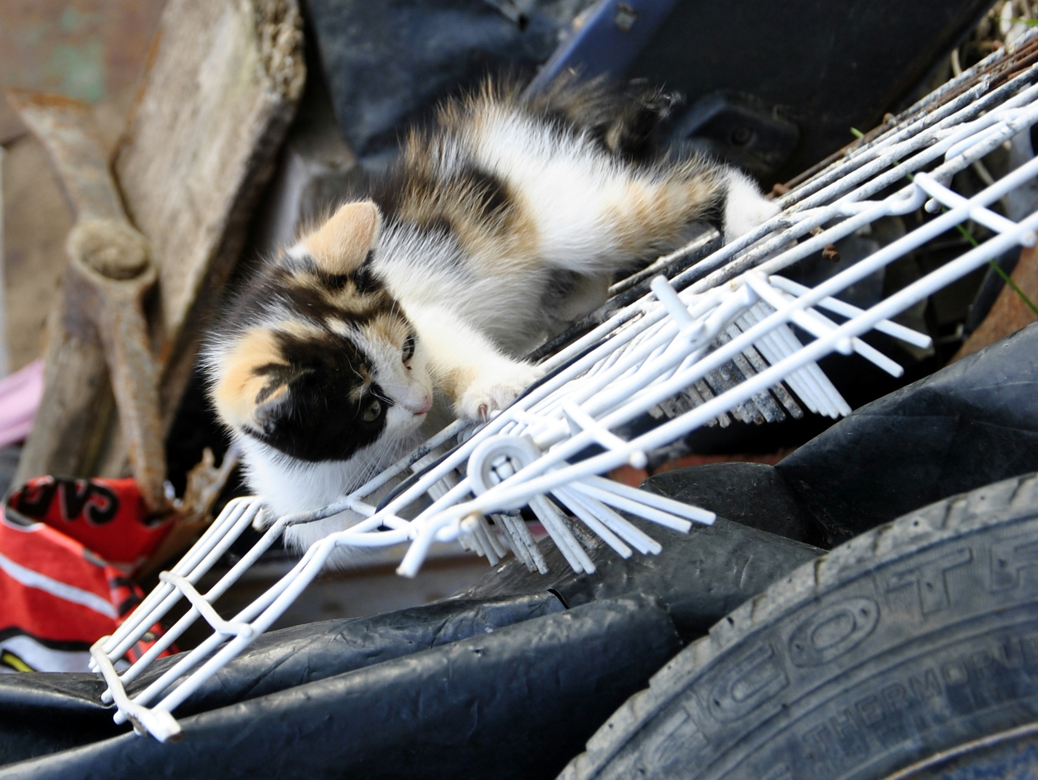 Climby, the puppy climber ...