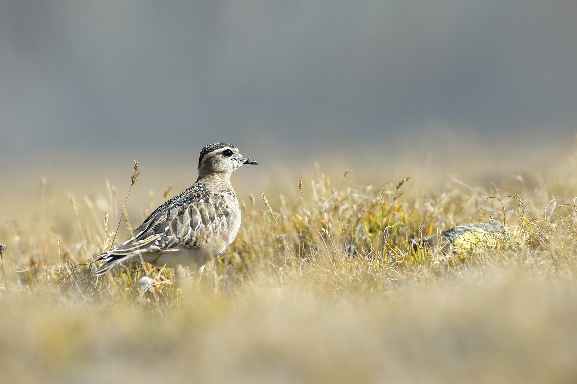 Between heaven and earth