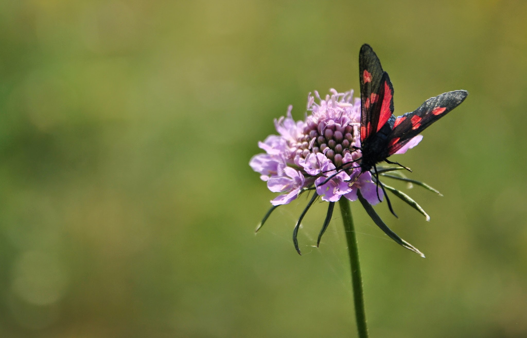 Zygaena Ephialtes ...