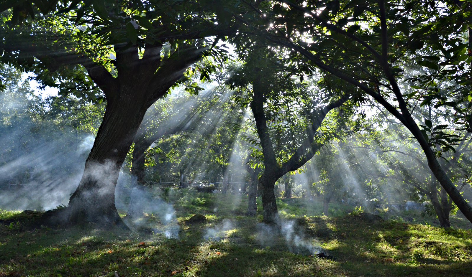 raggi di sole tra i rami del castagneto