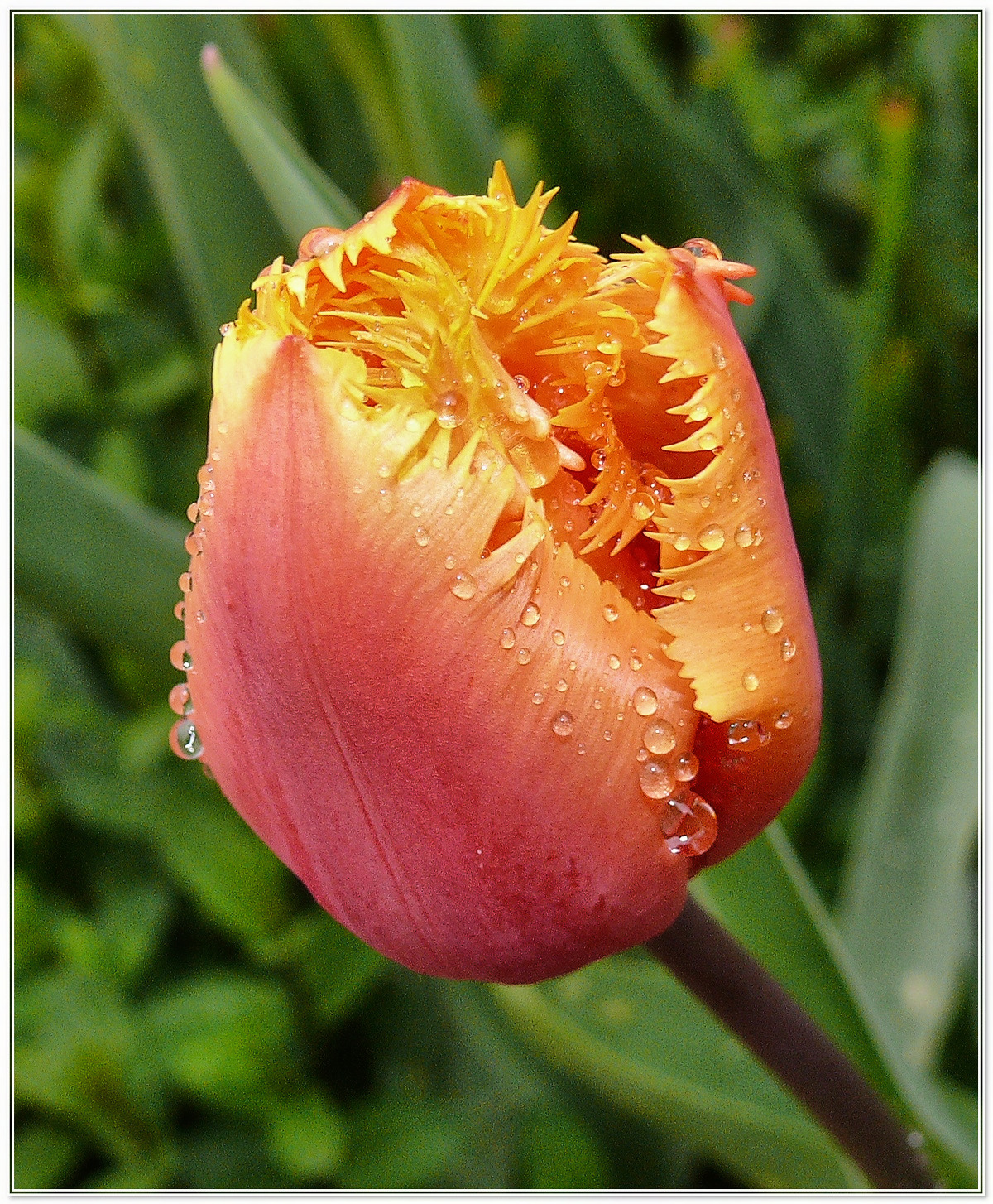 OrangeTulipanoRain