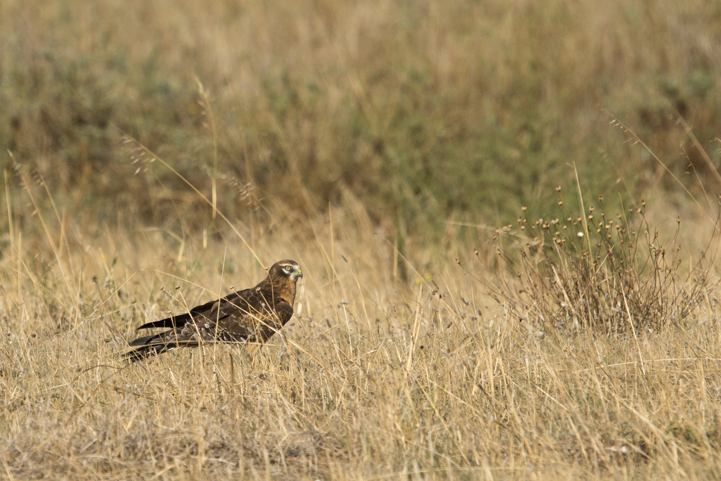 Albanella minore (femmina)