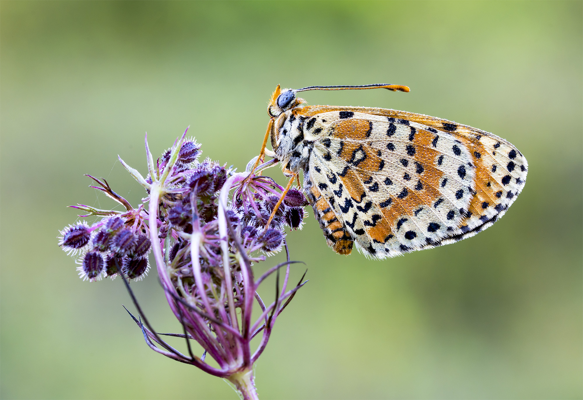 Melitaea