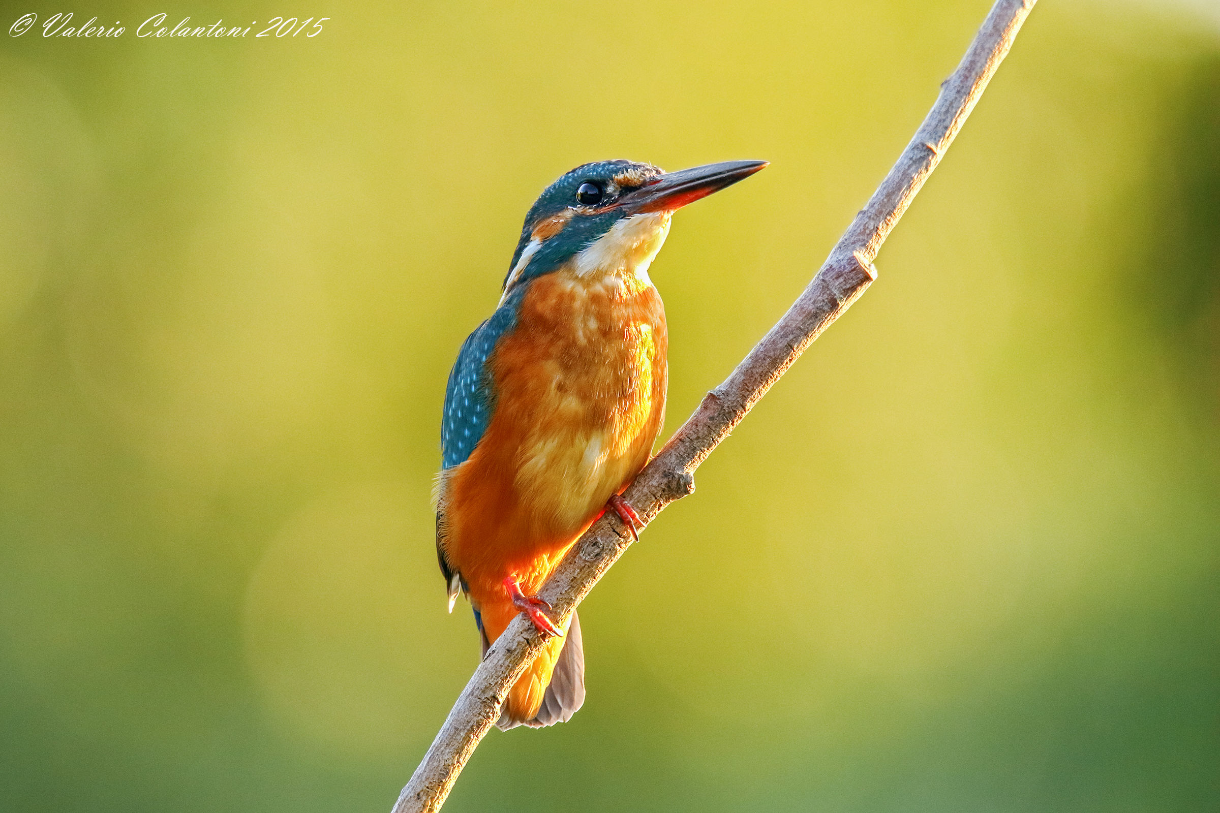 Martina,primi scatti con 7d2...