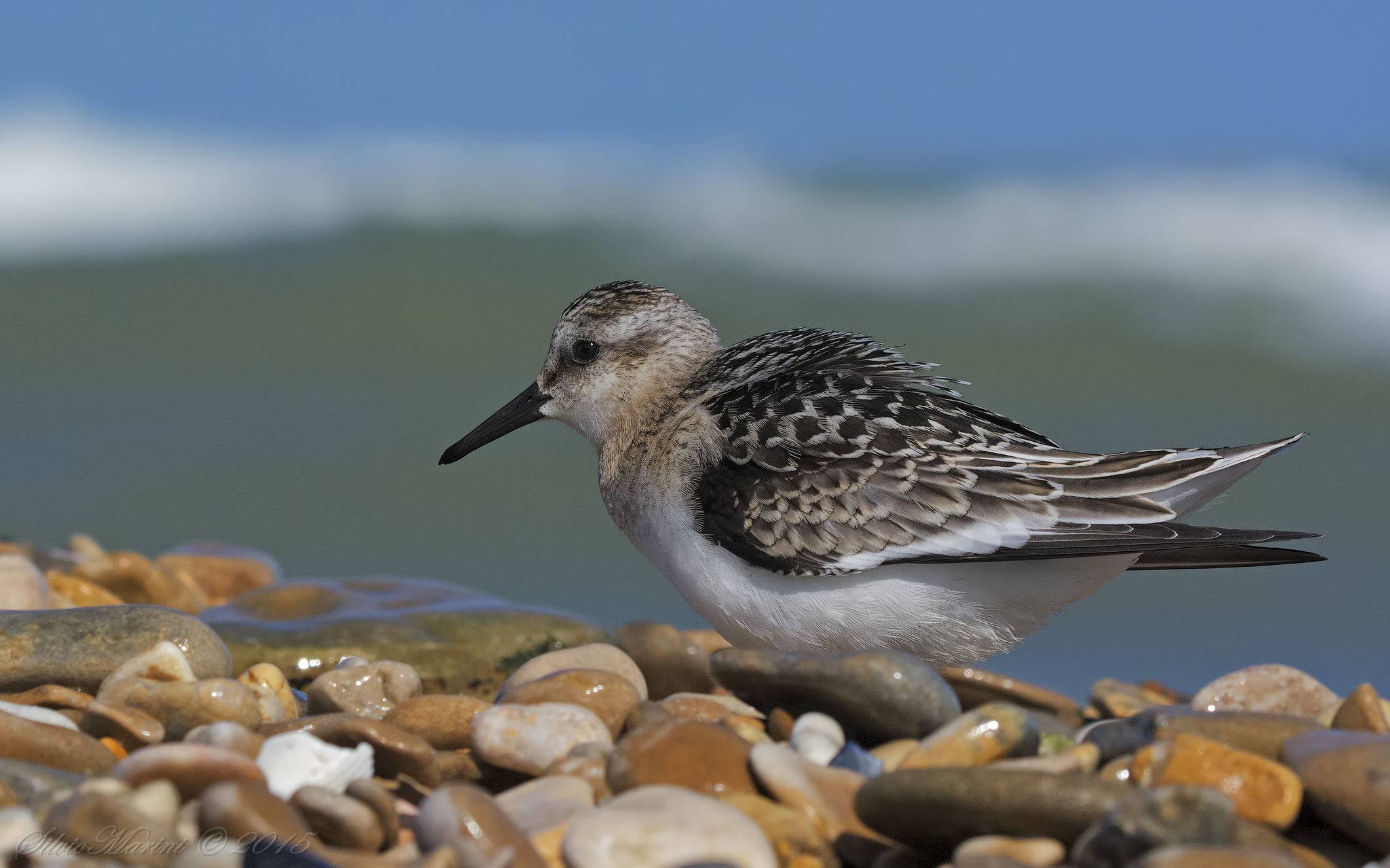 Sanderling (Calidris alba)