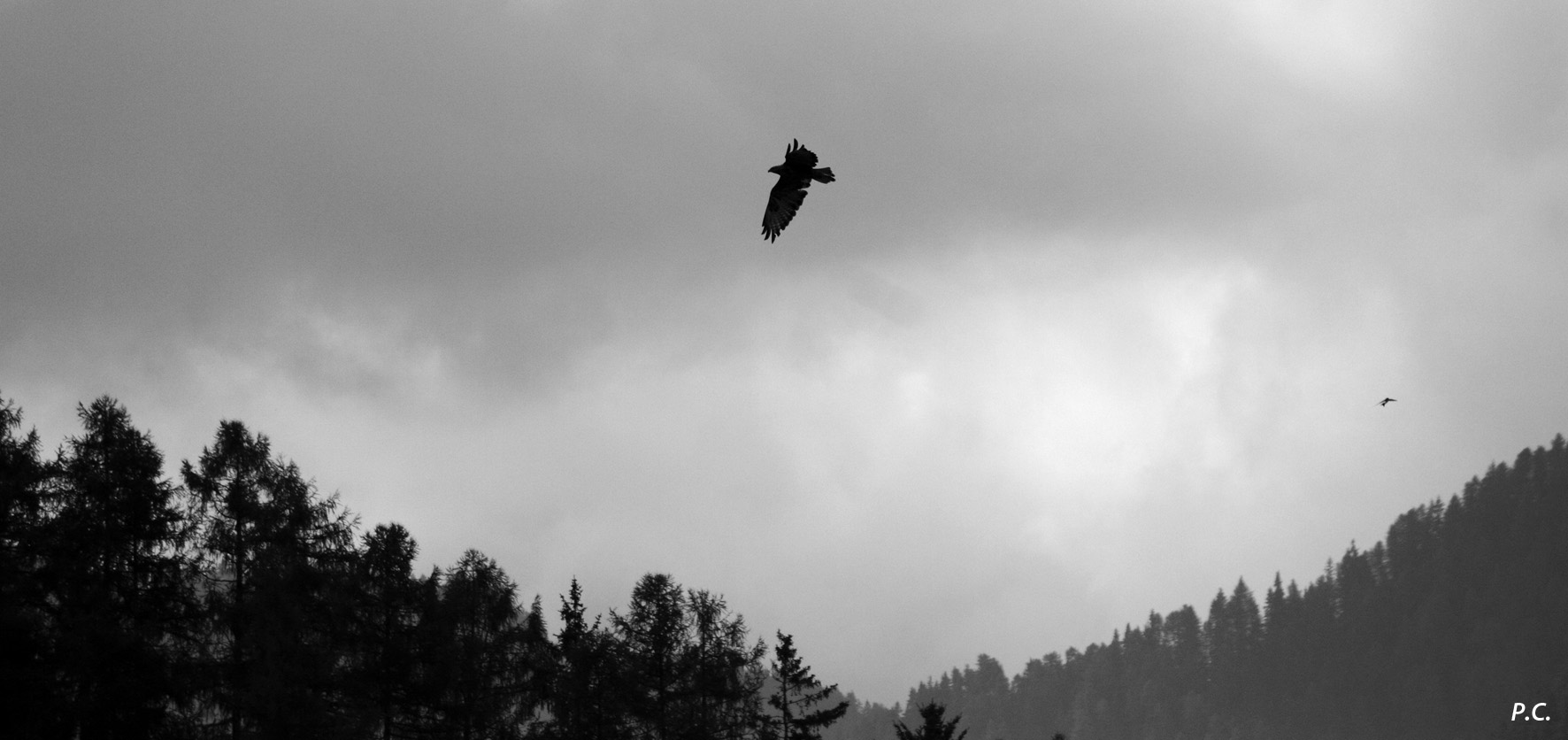 La poiana nel suo regno