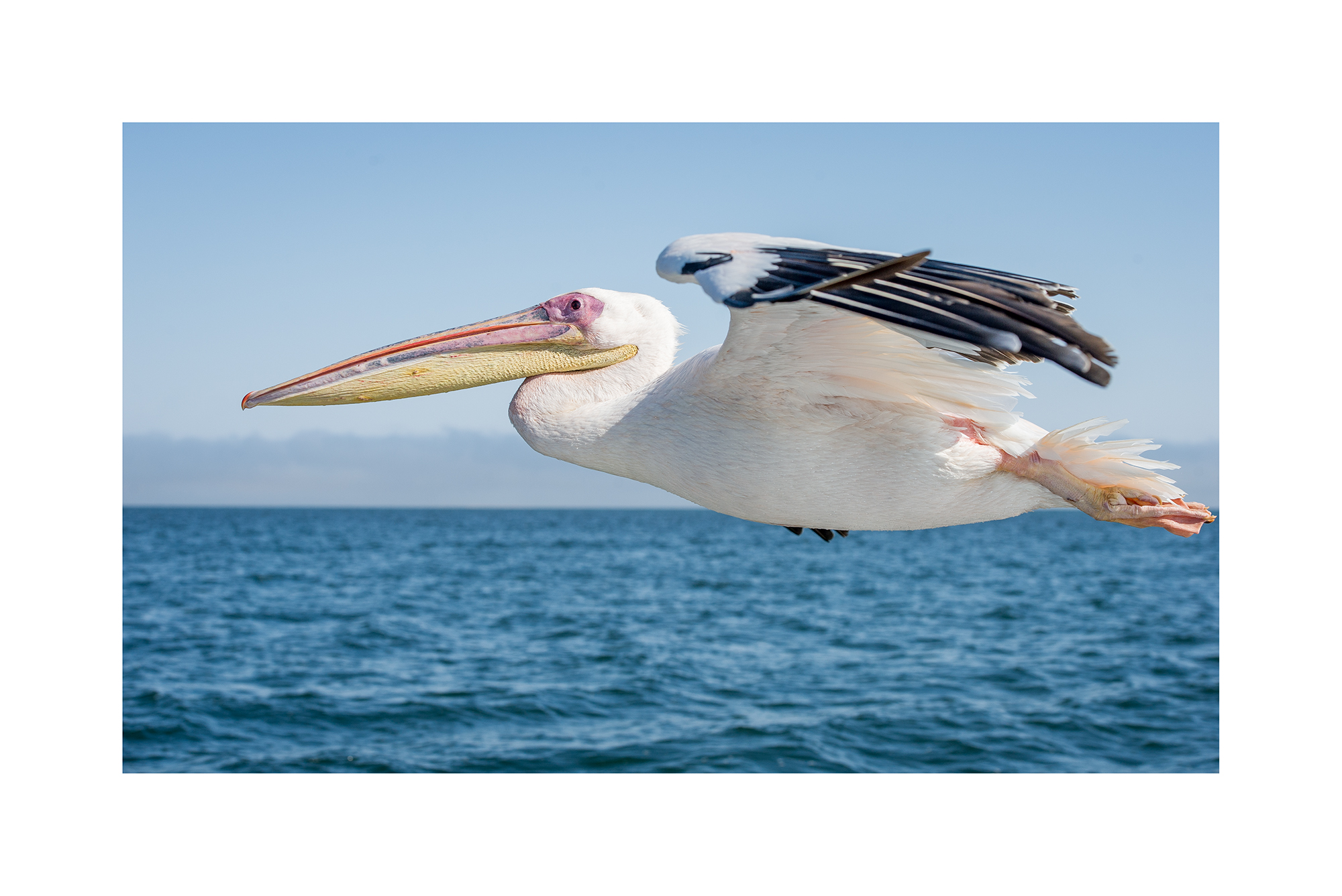 pelican