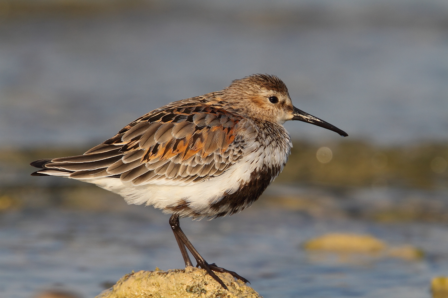 Piovanello pancianera