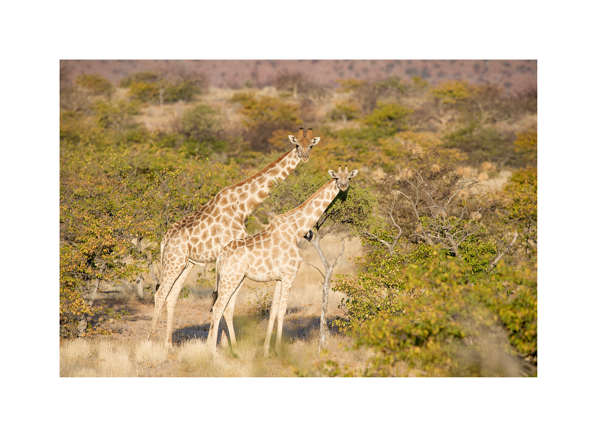 Giraffes