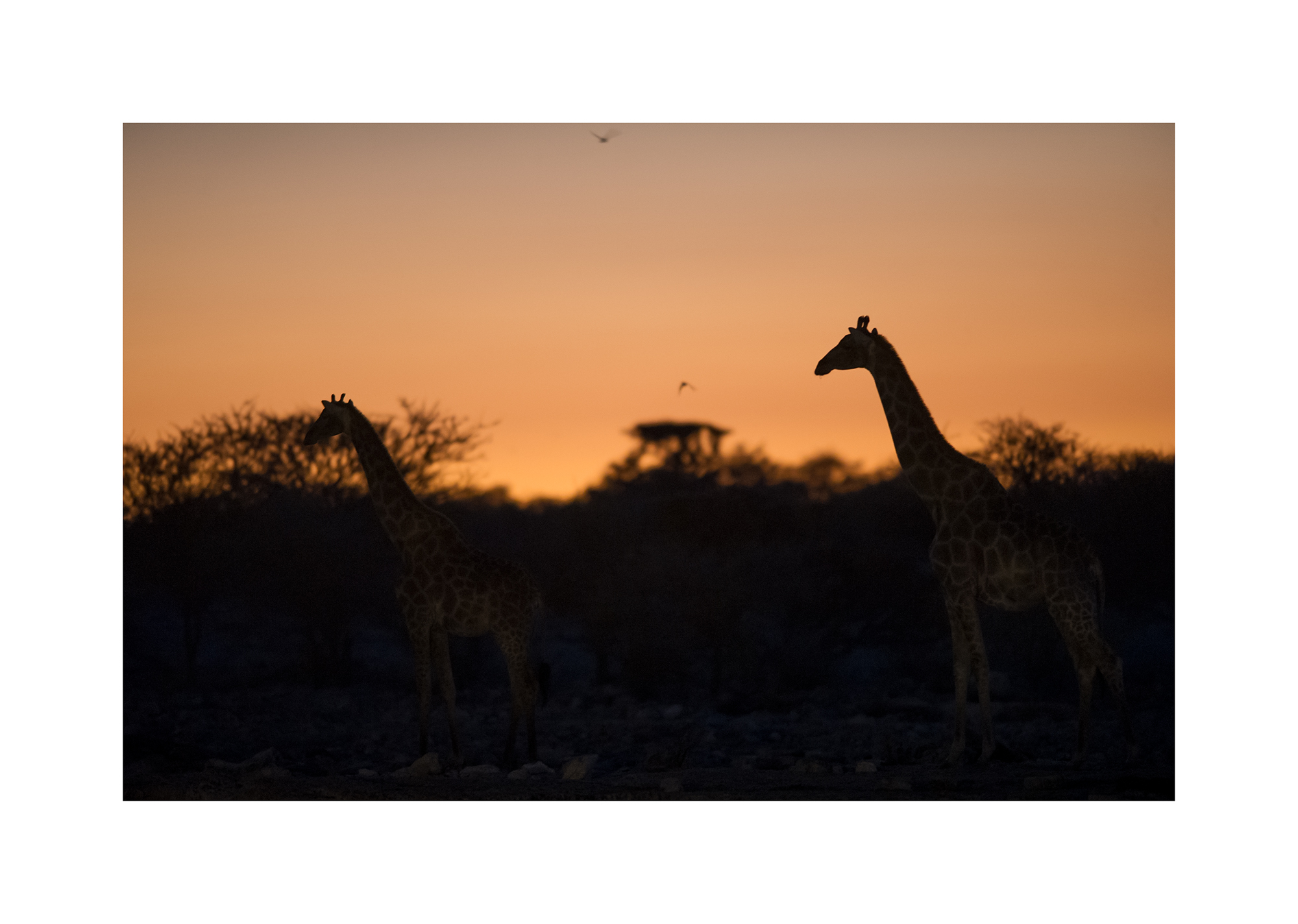 Giraffes