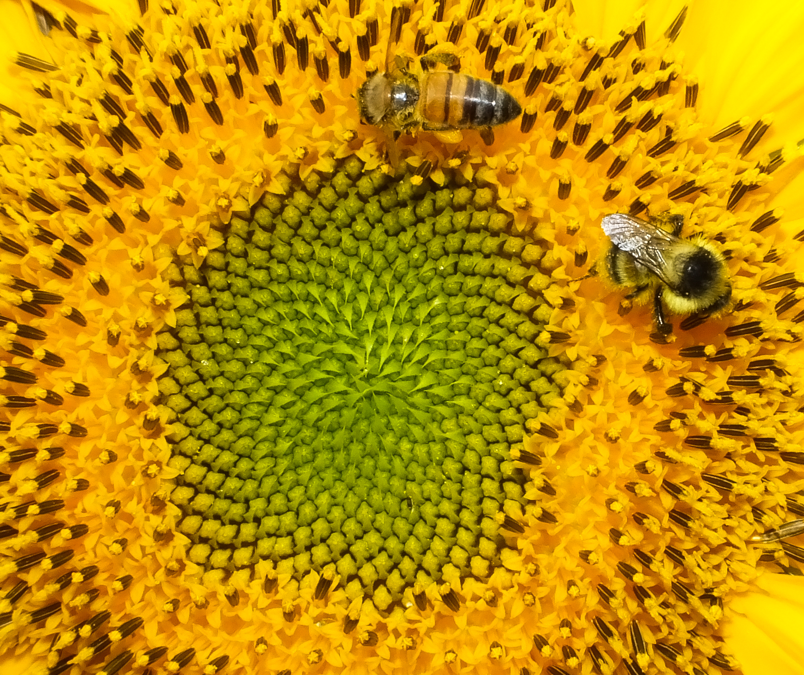 walking on Fibonacci Scheme