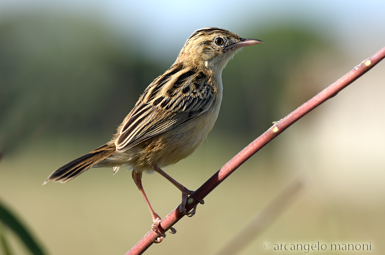 Laying the beccamoschino